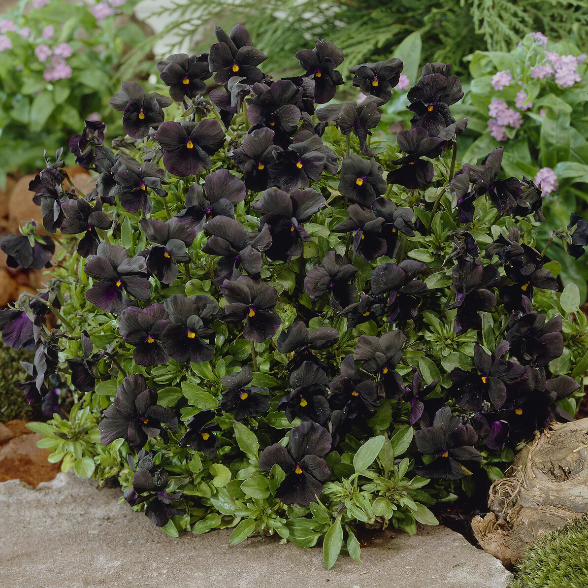 Violette cornue Molly Sanderson - Pensée - Image 2