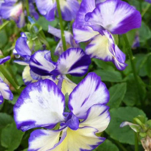 Violette cornue Rebecca