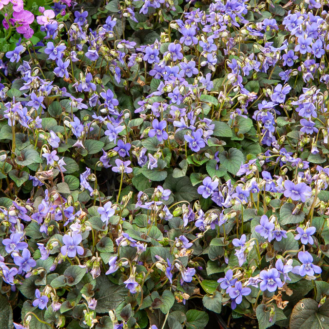 Violette de Labrador - Image 2