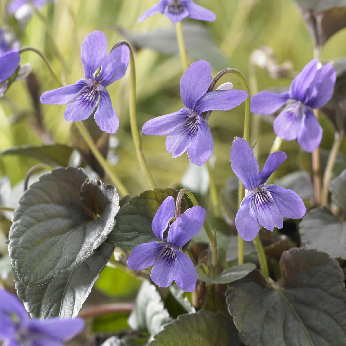 Violette de Labrador - Image 3