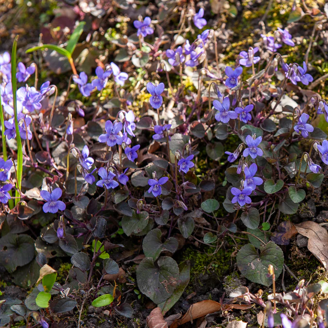 Violette de Labrador - Image 4