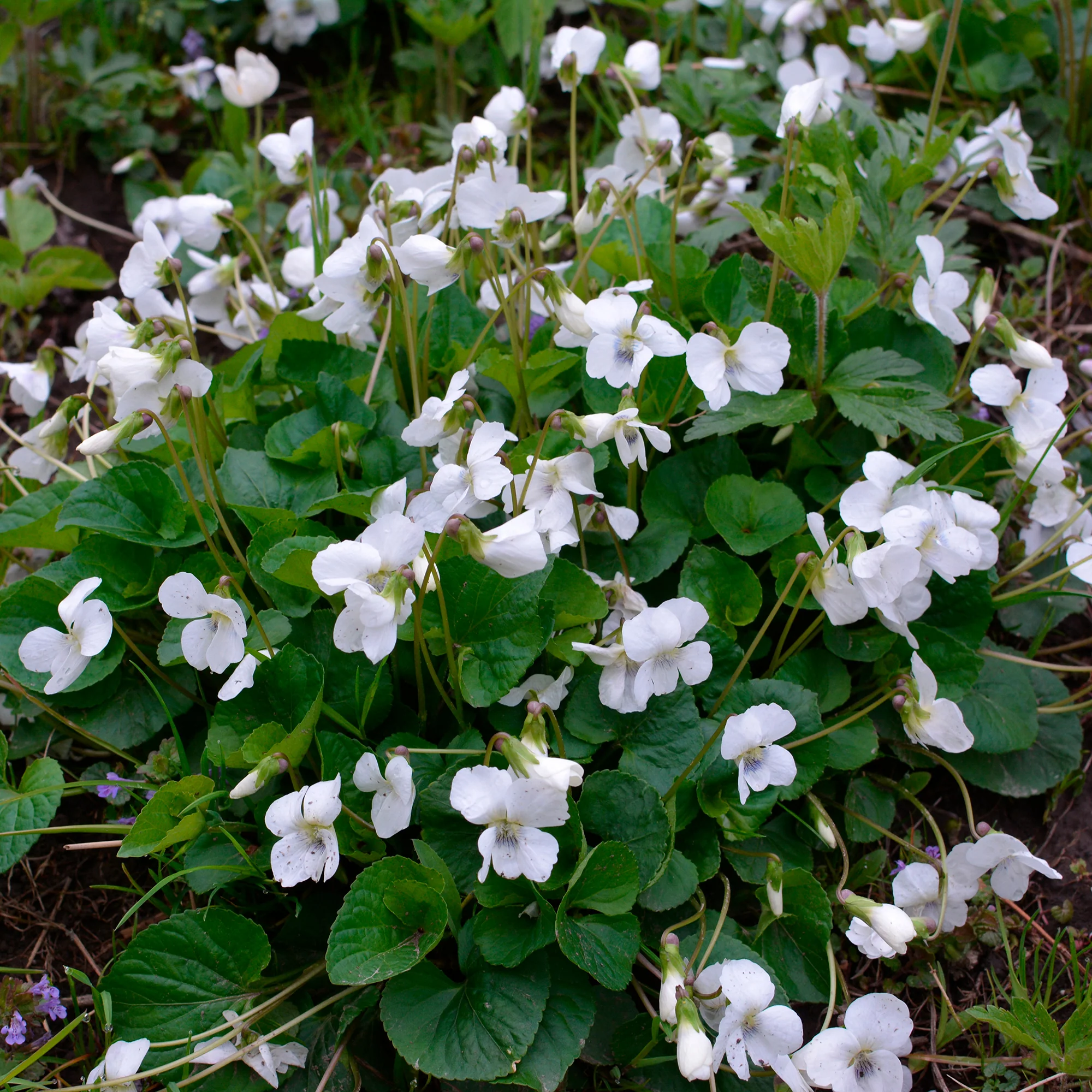 Violette odorante blanche - Image 2