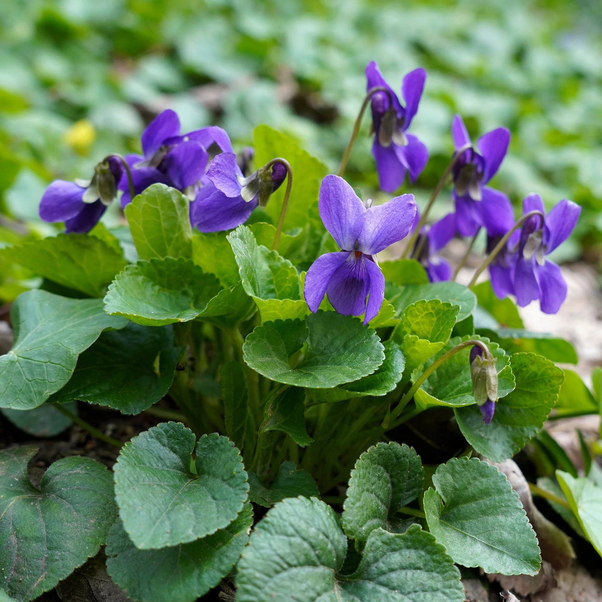 Violette odorante Königin Charlotte