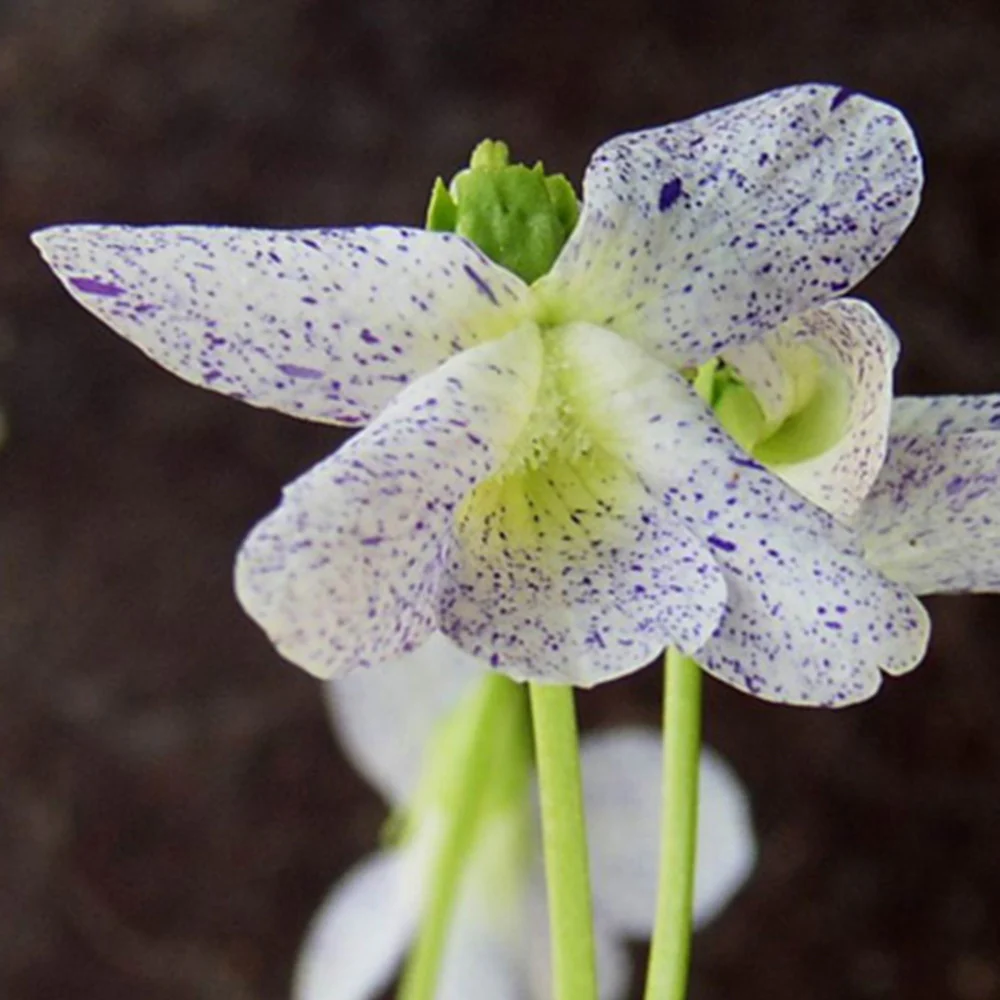 Violette vivace Freckles - Image 2