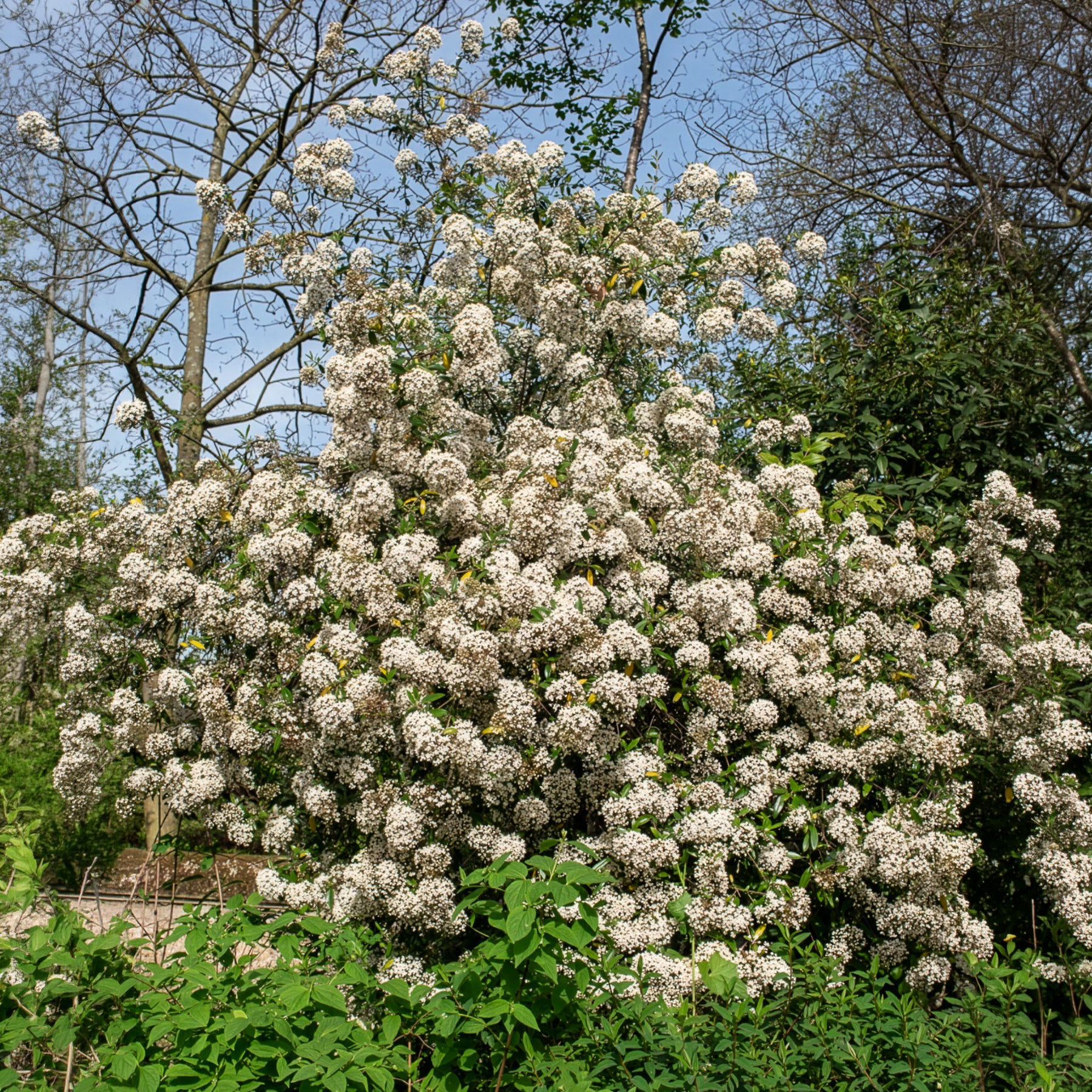 Viorne de Burkwood - Image 5