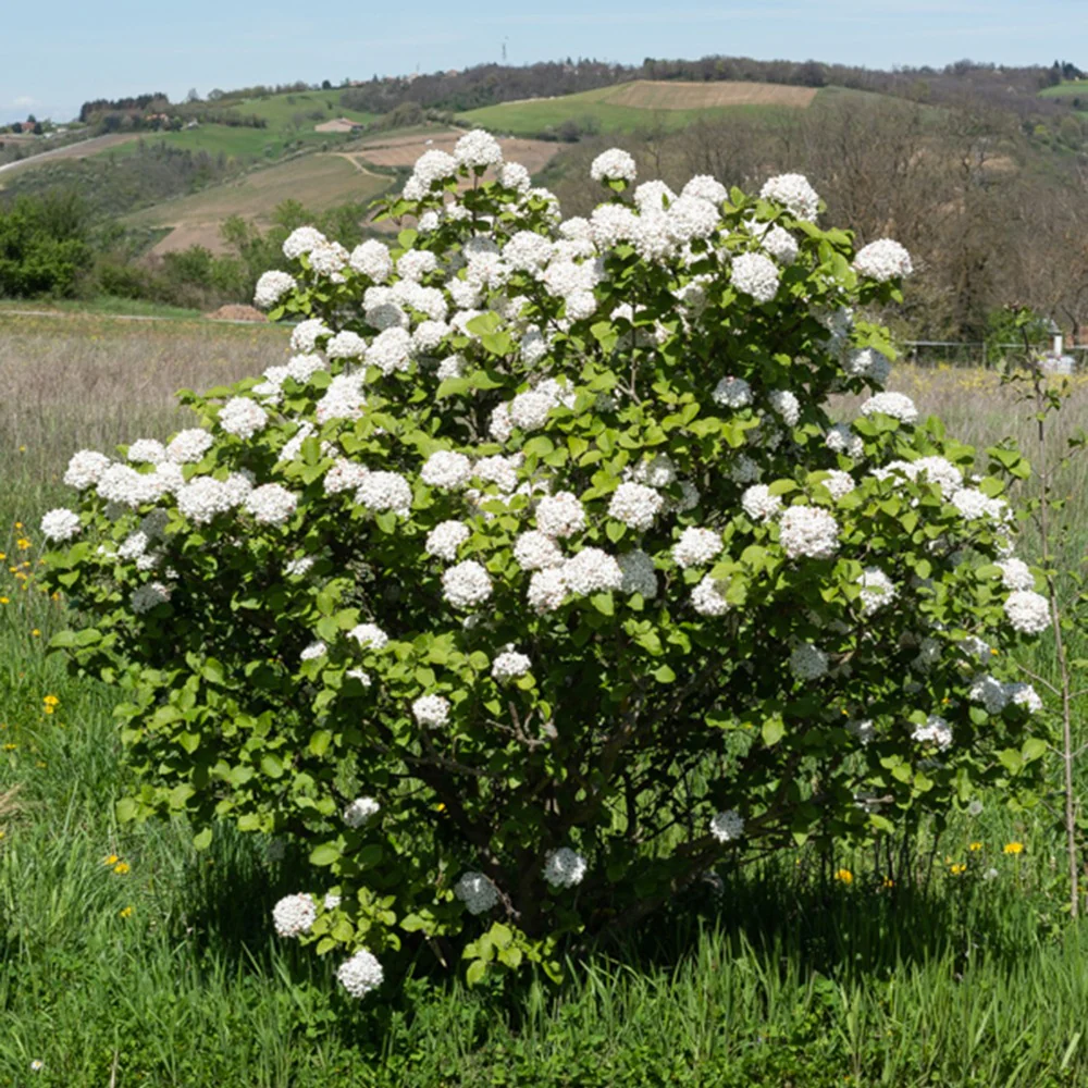 Viorne de Carle - Image 3