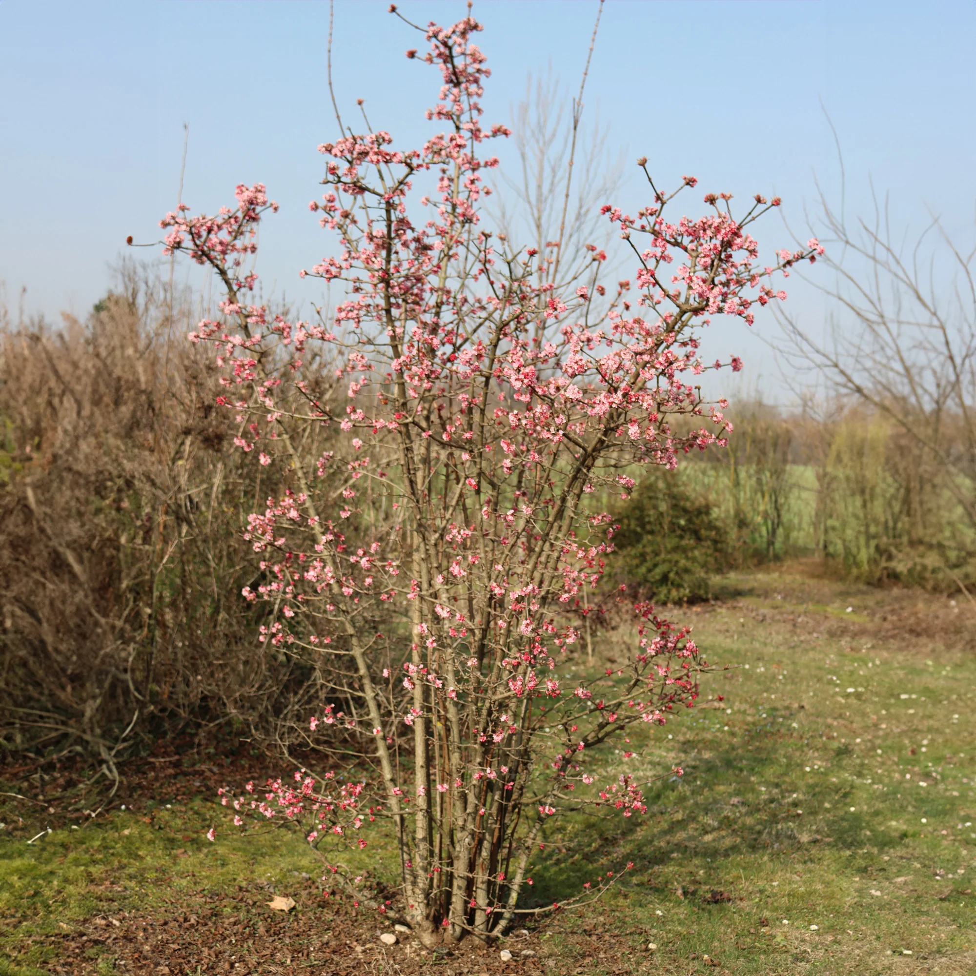 Viorne d'hiver 'Dawn' - Image 3