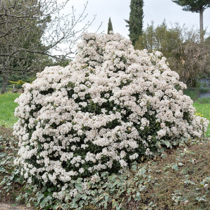 Viorne tin - Image 3
