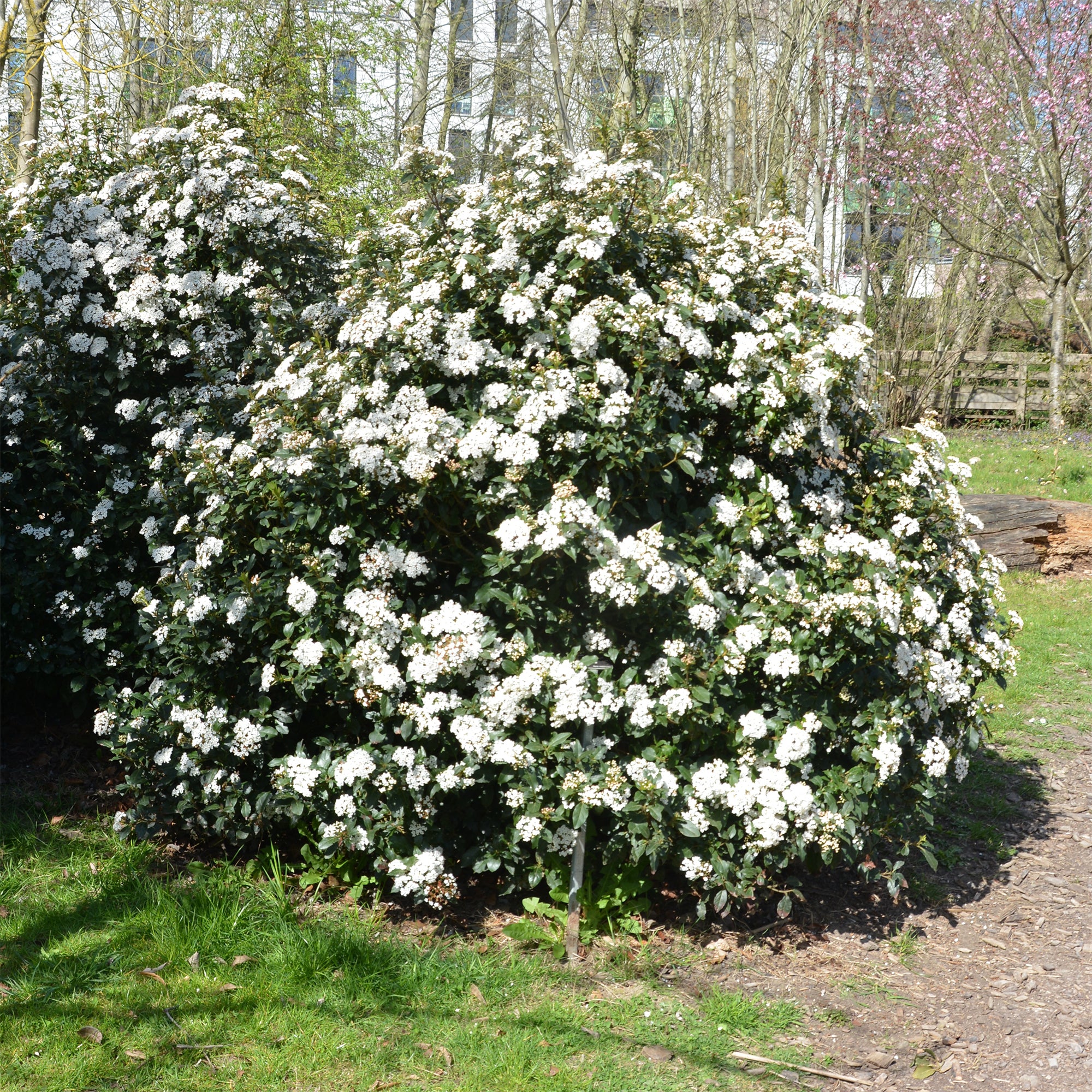 Viorne tin - Image 4