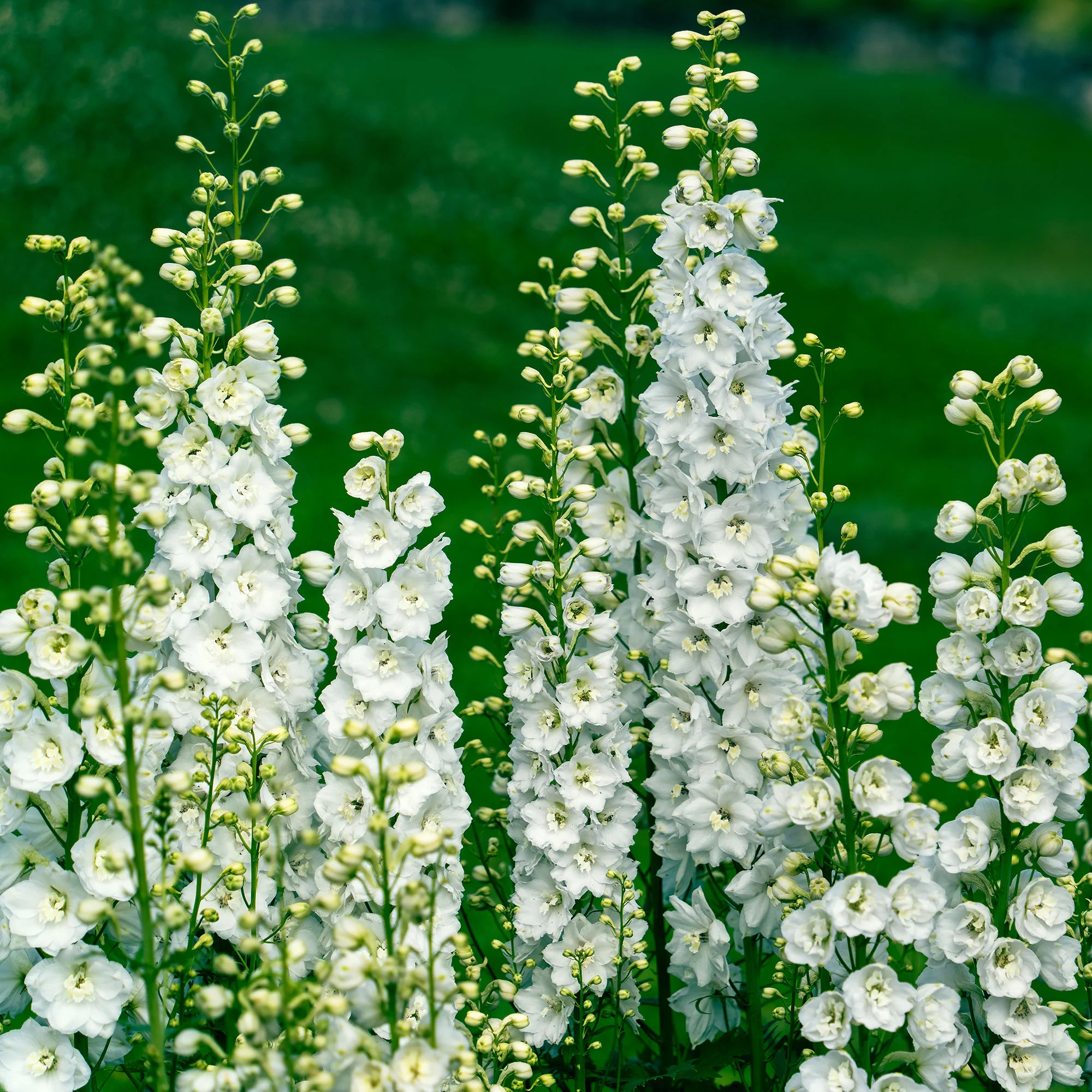 Vivaces Blanches et Roses - Image 2