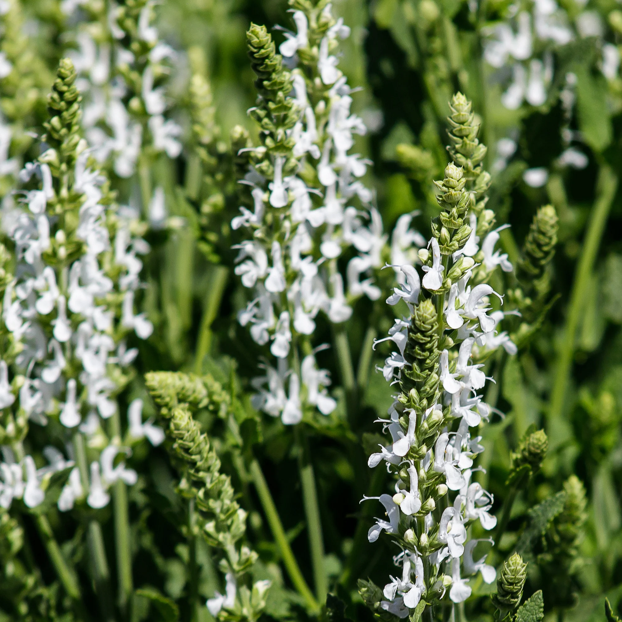 Vivaces Blanches et Roses - Image 4