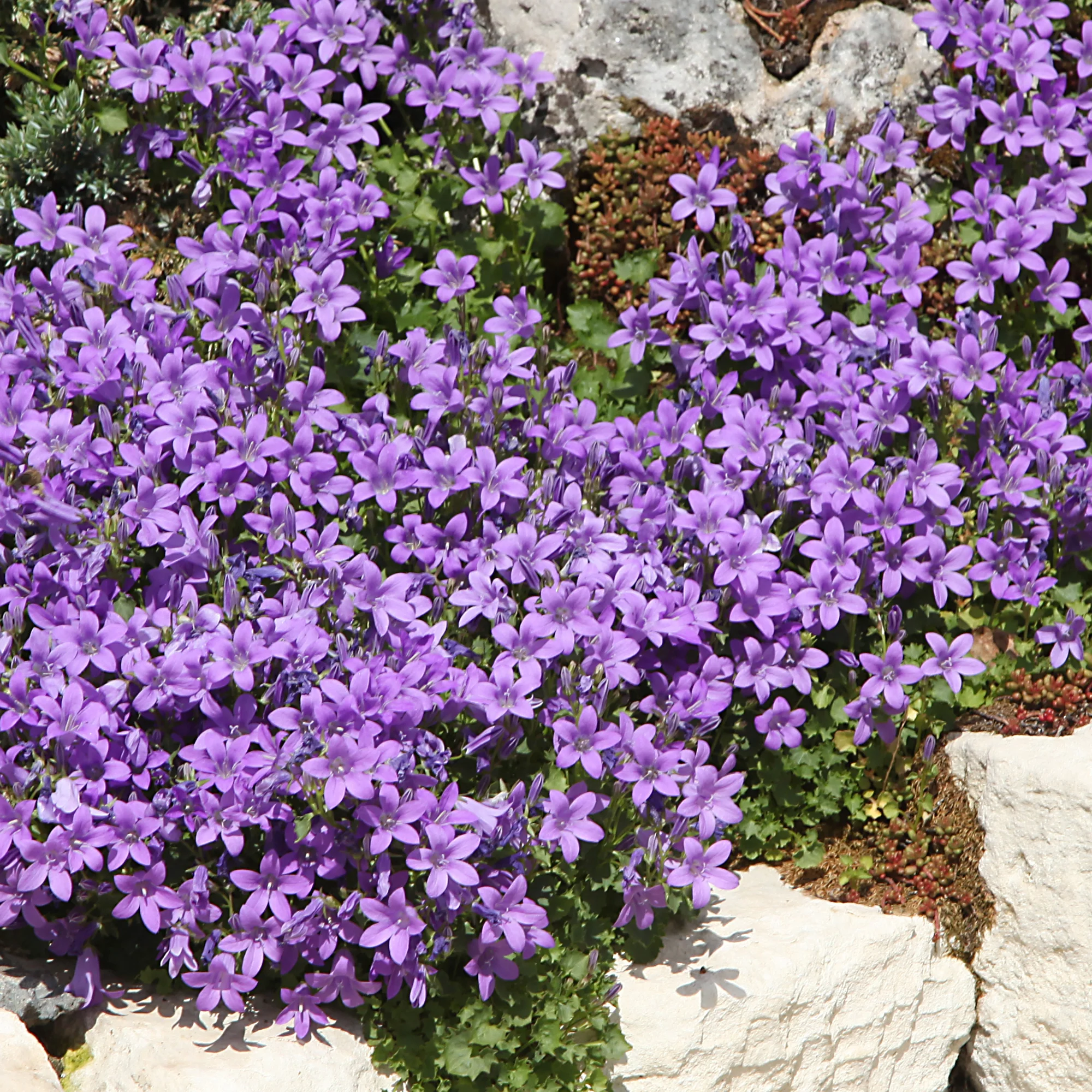 Vivaces Bleues et Blanches - Image 4