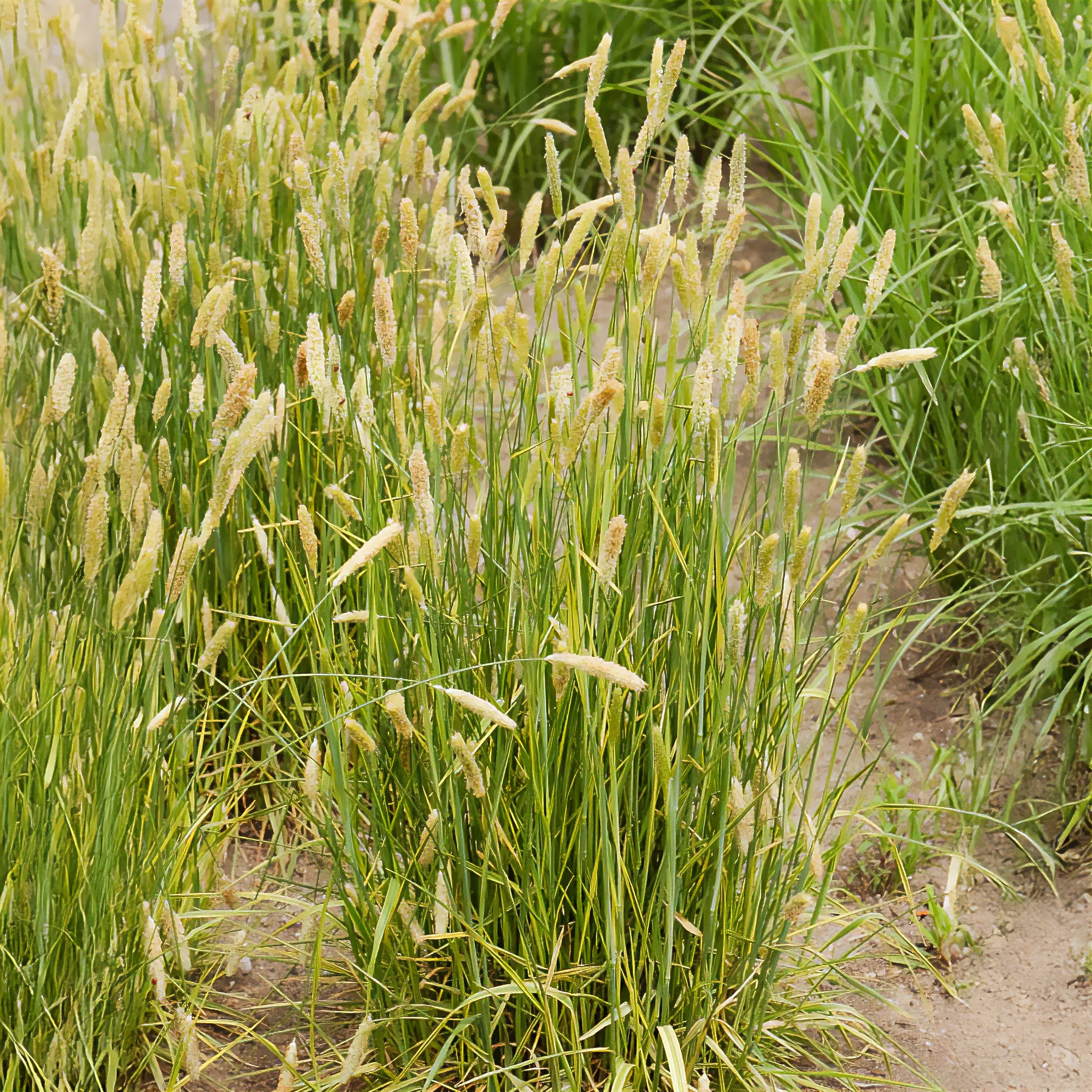 Vulpin des prés panaché - Image 2