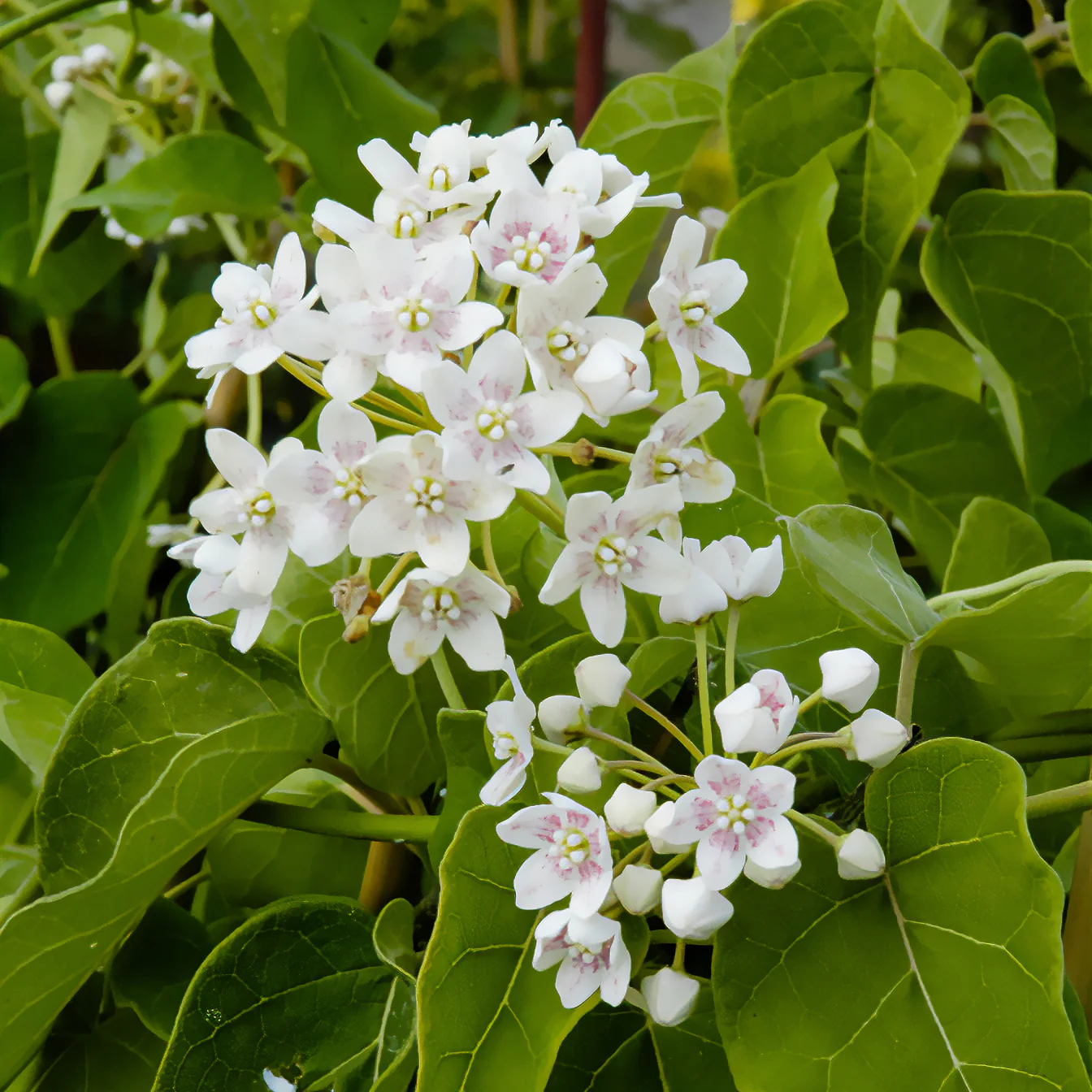 Wattakaka sinensis - Drégée de Chine - Image 2
