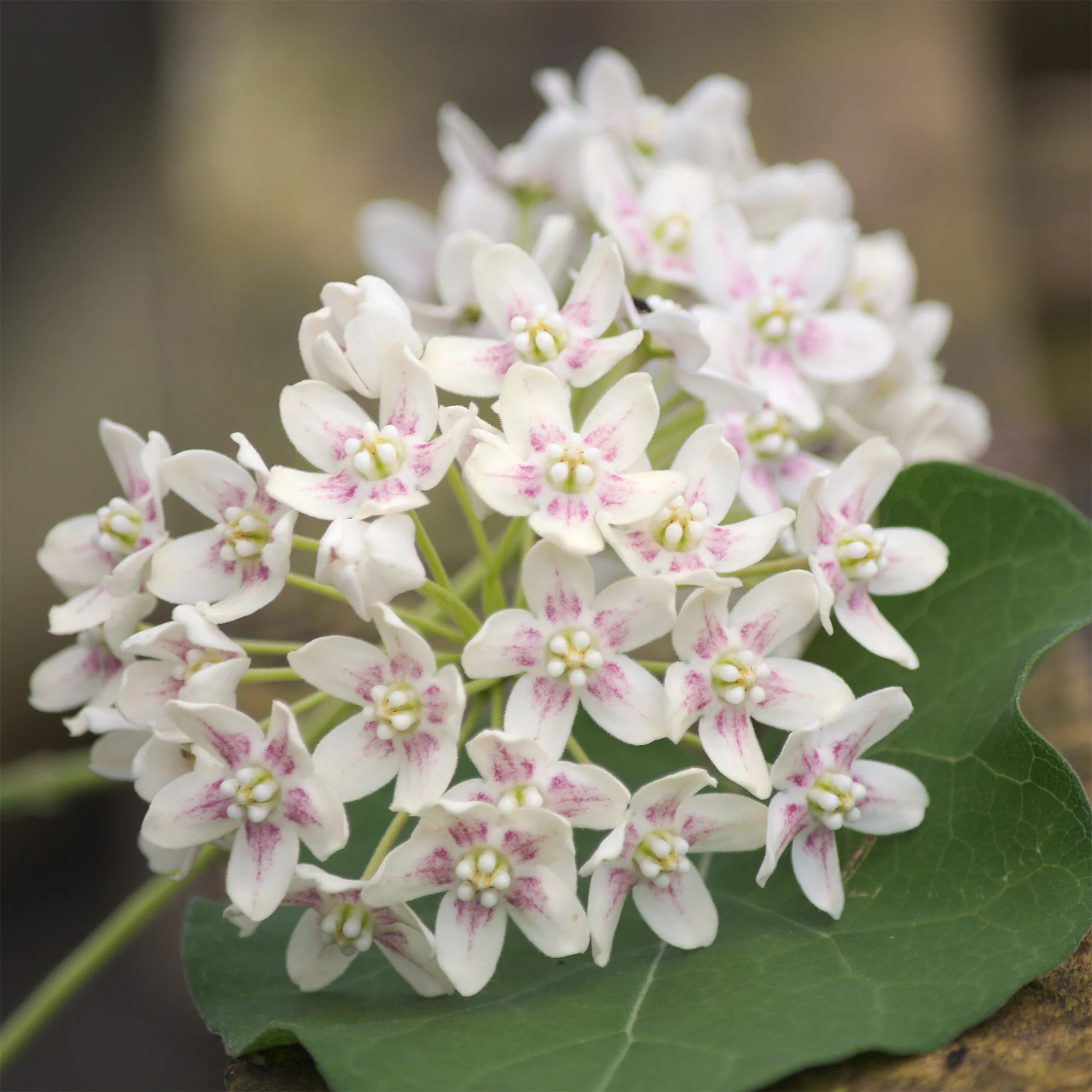 Wattakaka sinensis - Drégée de Chine - Image 3
