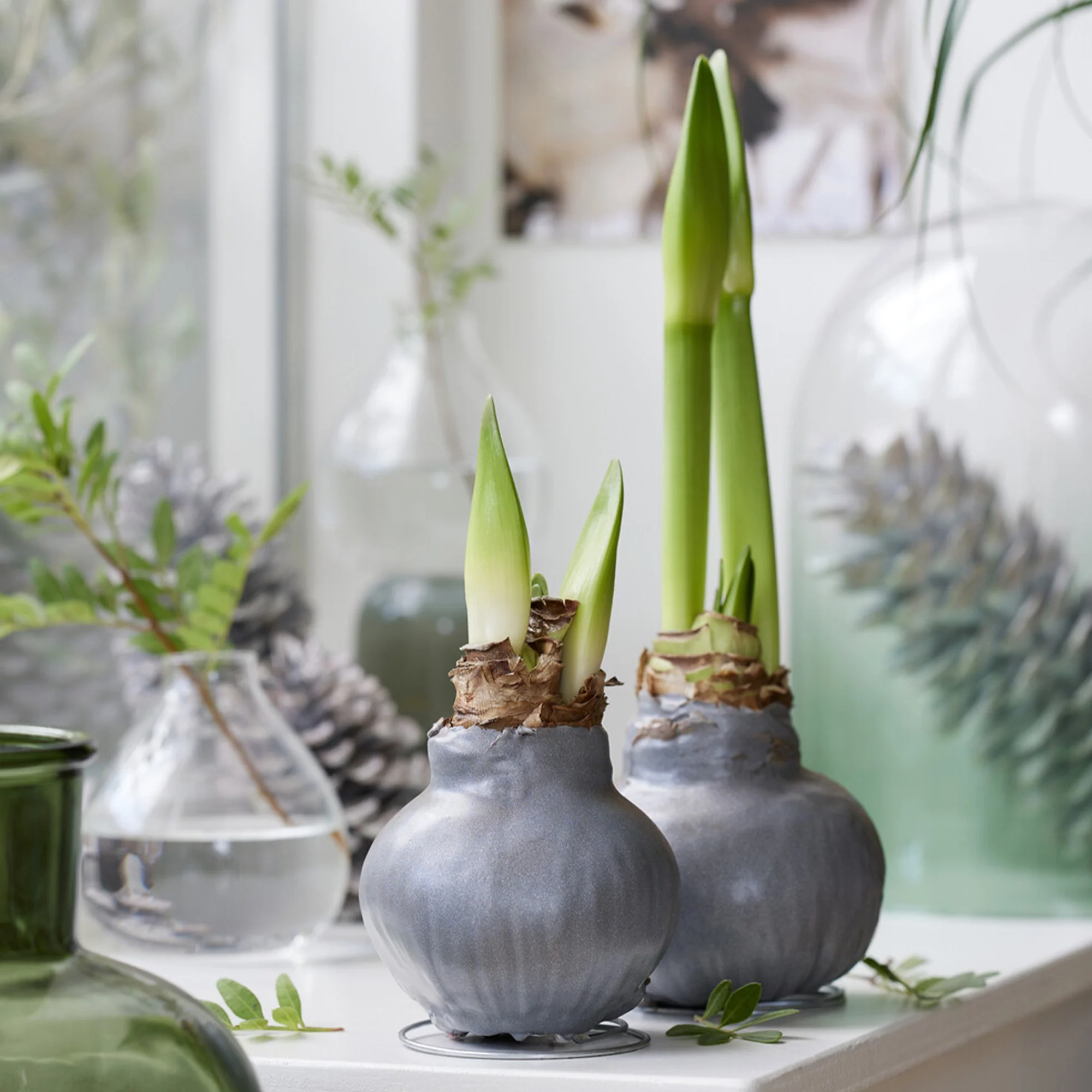 Wax Amaryllis  Gloss Silver