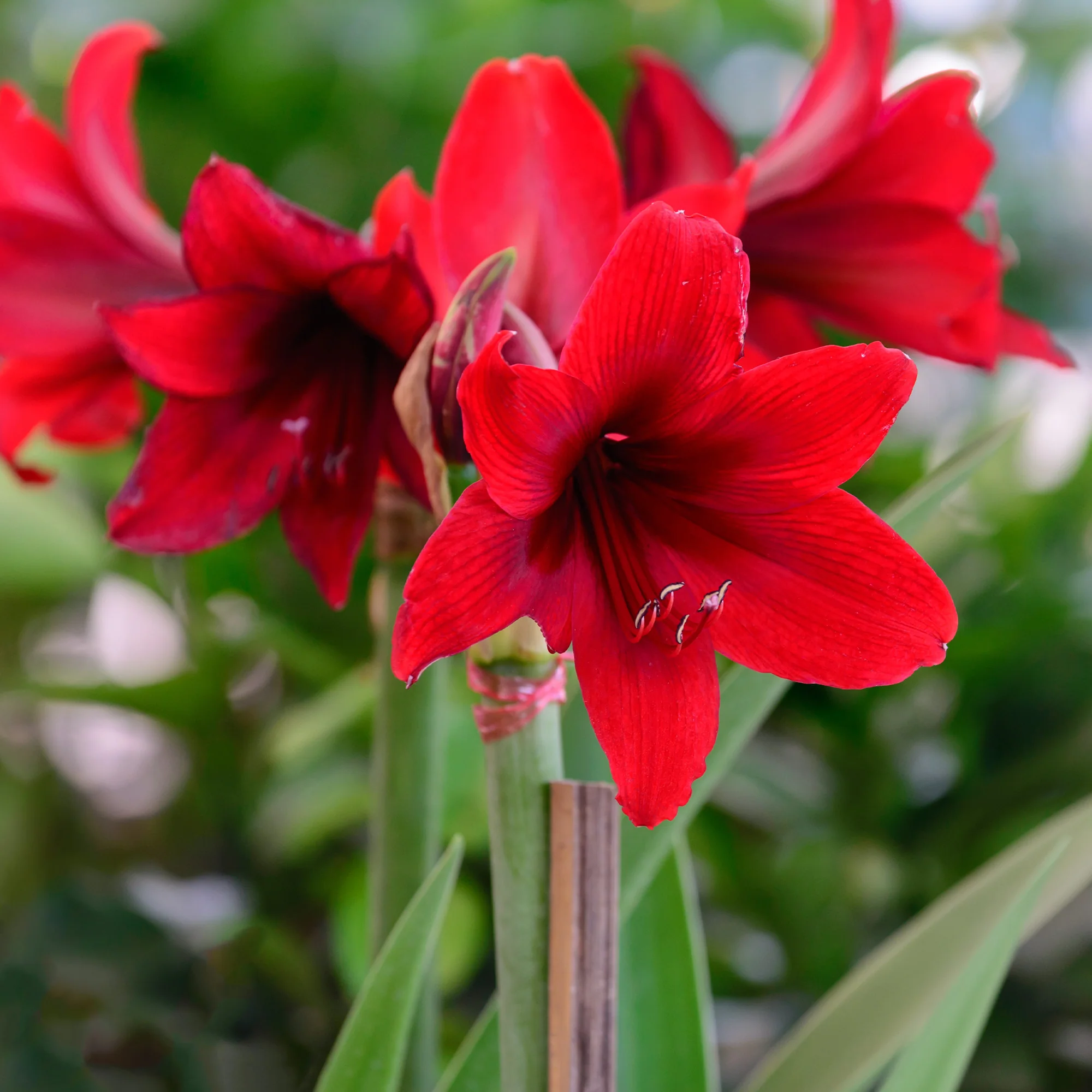 Wax Amaryllis  Gloss Silver - Image 3