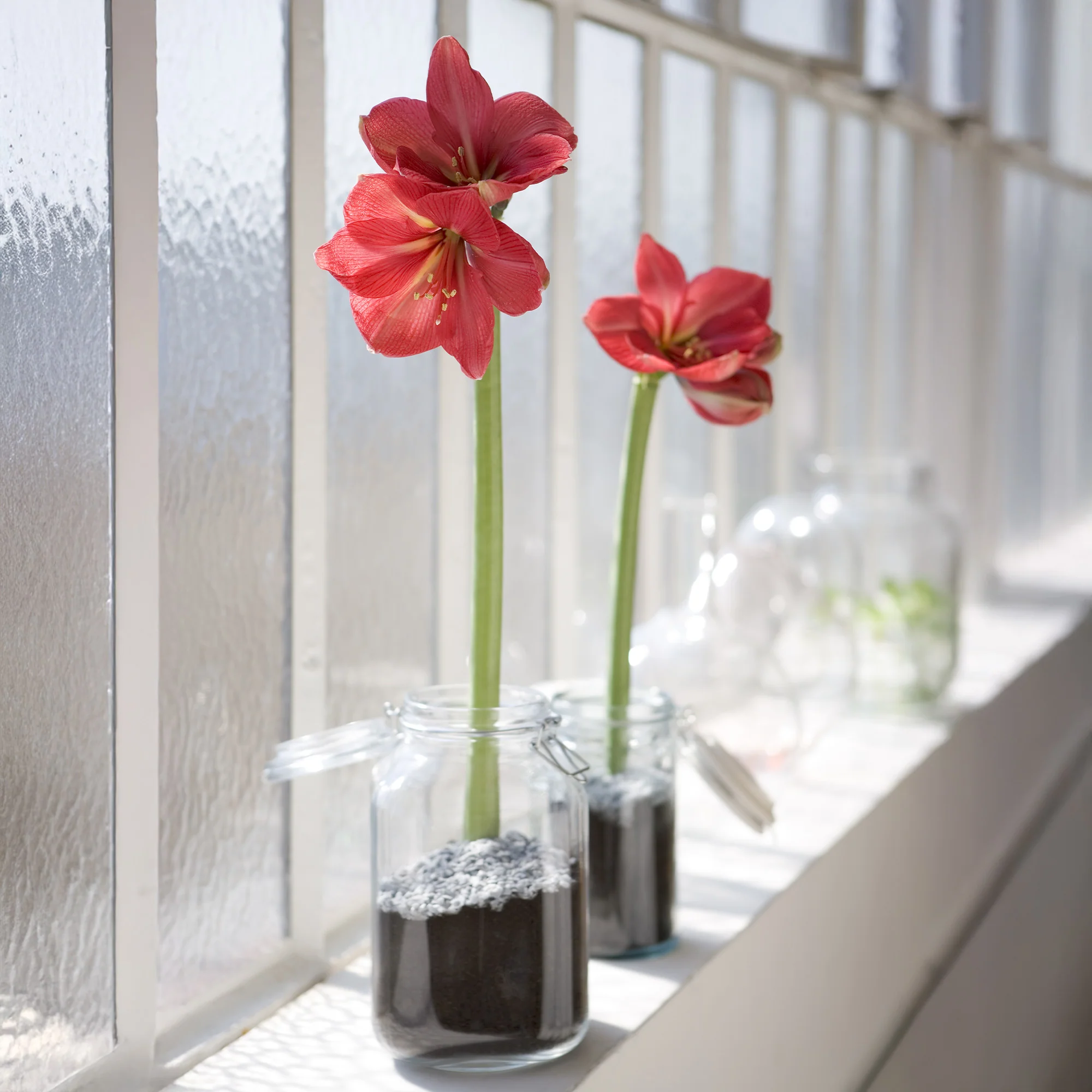 Wax Amaryllis Gloss X Mas Red - Image 3