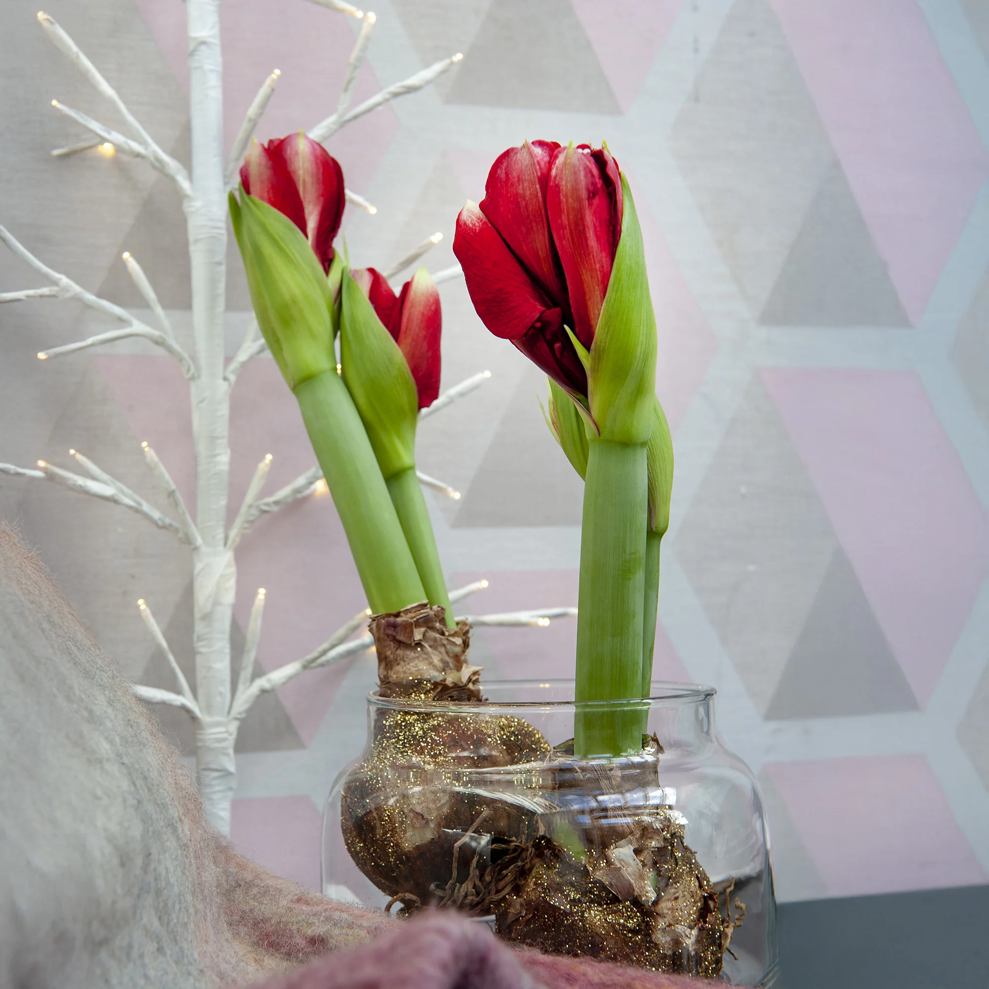 Wax Amaryllis  Magic Rosé Gold - Image 2