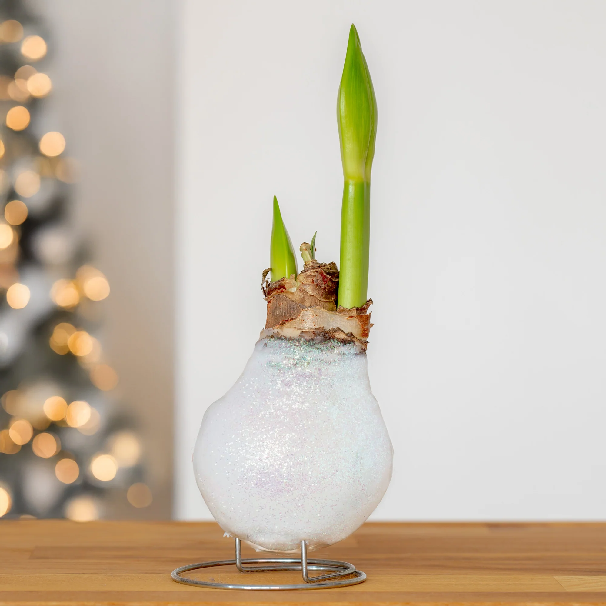 Wax  Amaryllis Magic White