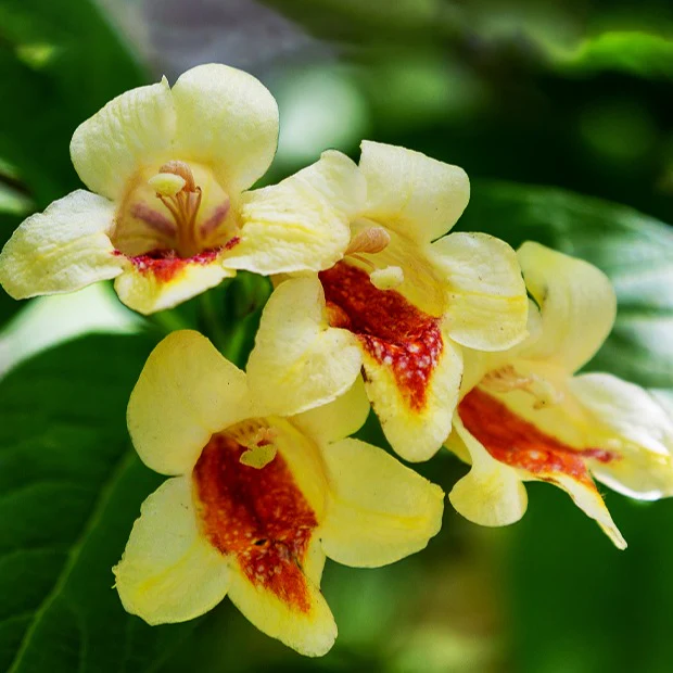 Weigelia jaune - Image 2