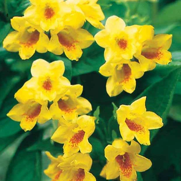 Weigelia jaune - Image 3