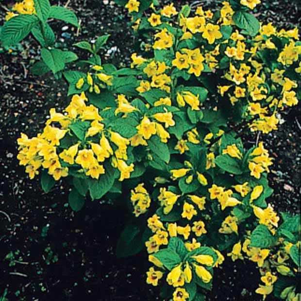 Weigelia jaune - Image 4