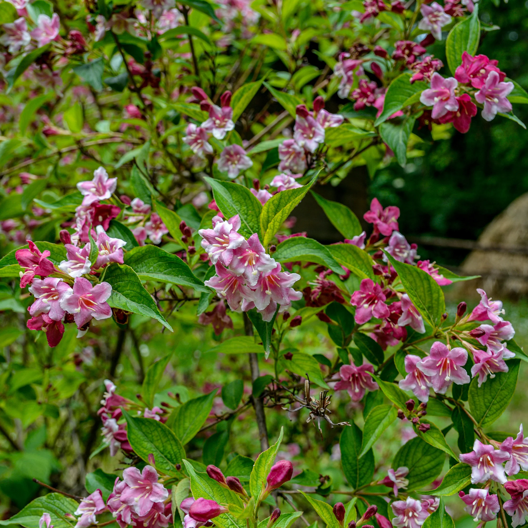 Weigelia Pink Princess - Image 3