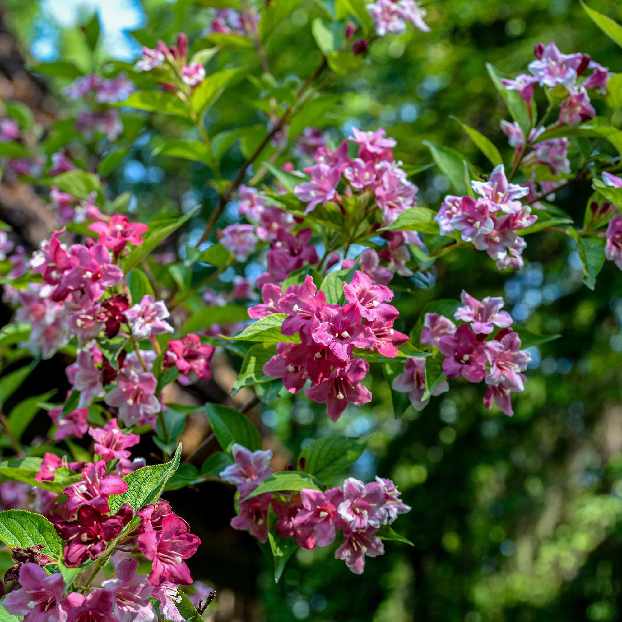 Weigelia Pink Princess - Image 5