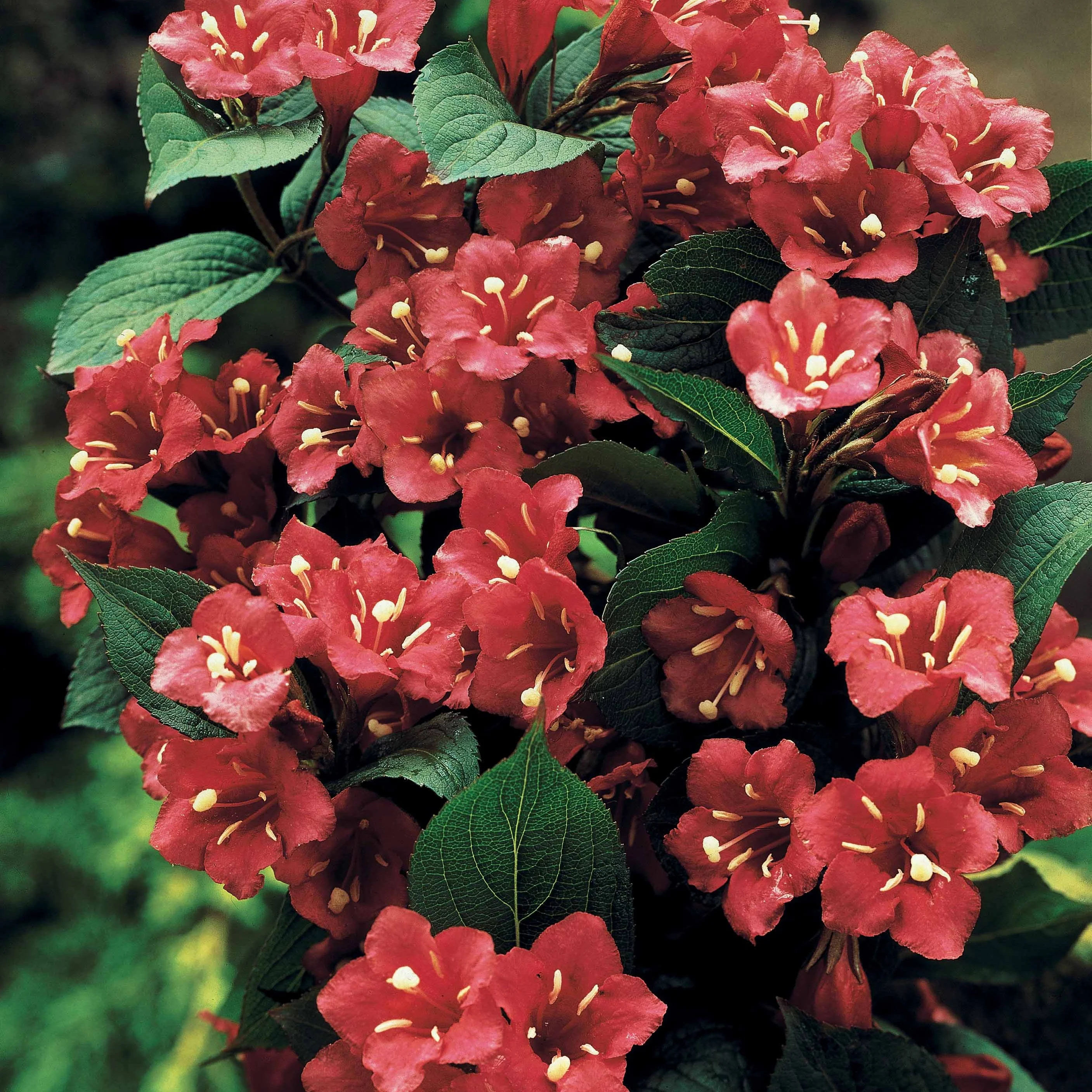 Weigelia rouge sur tige - Image 2