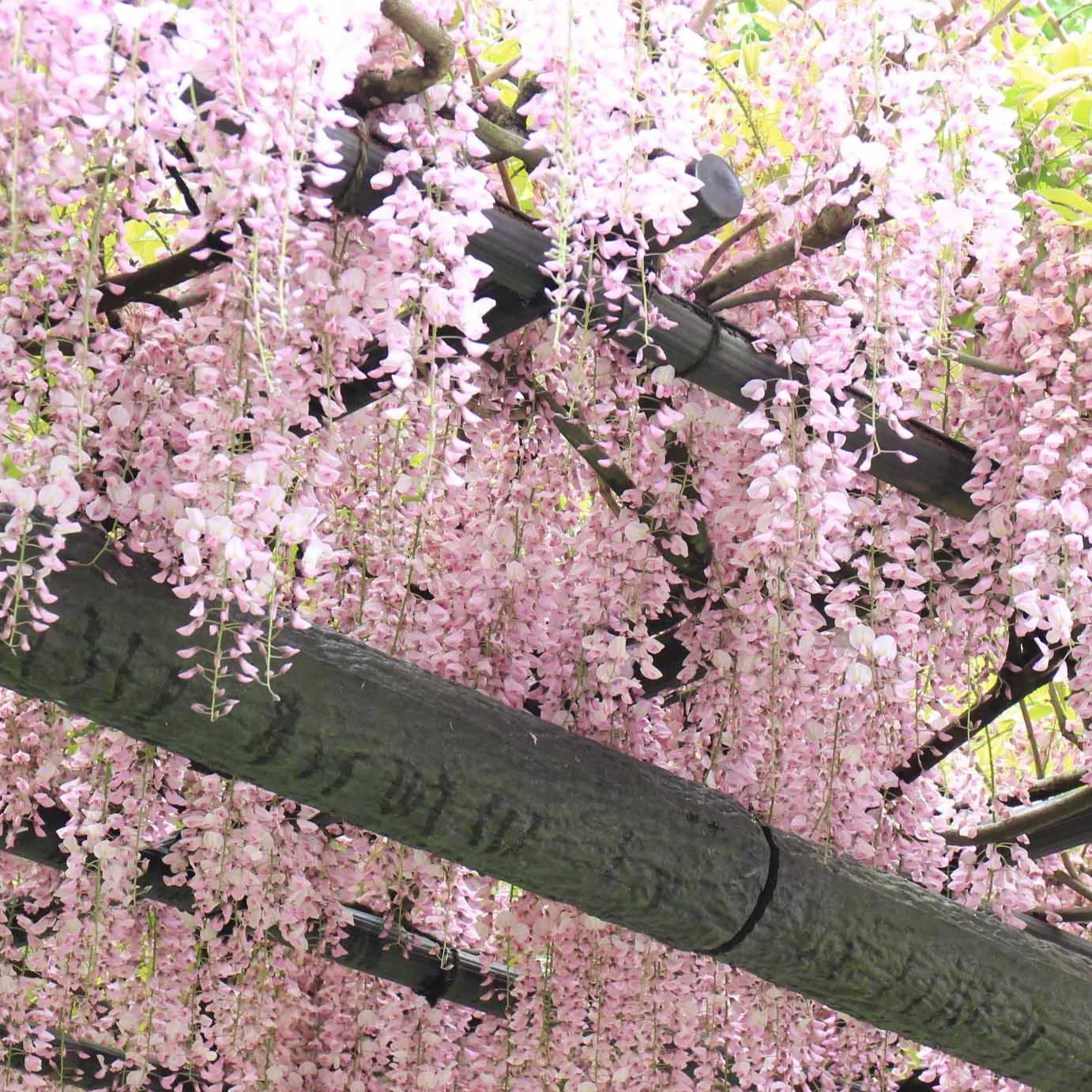 Glycine rose - Image 3
