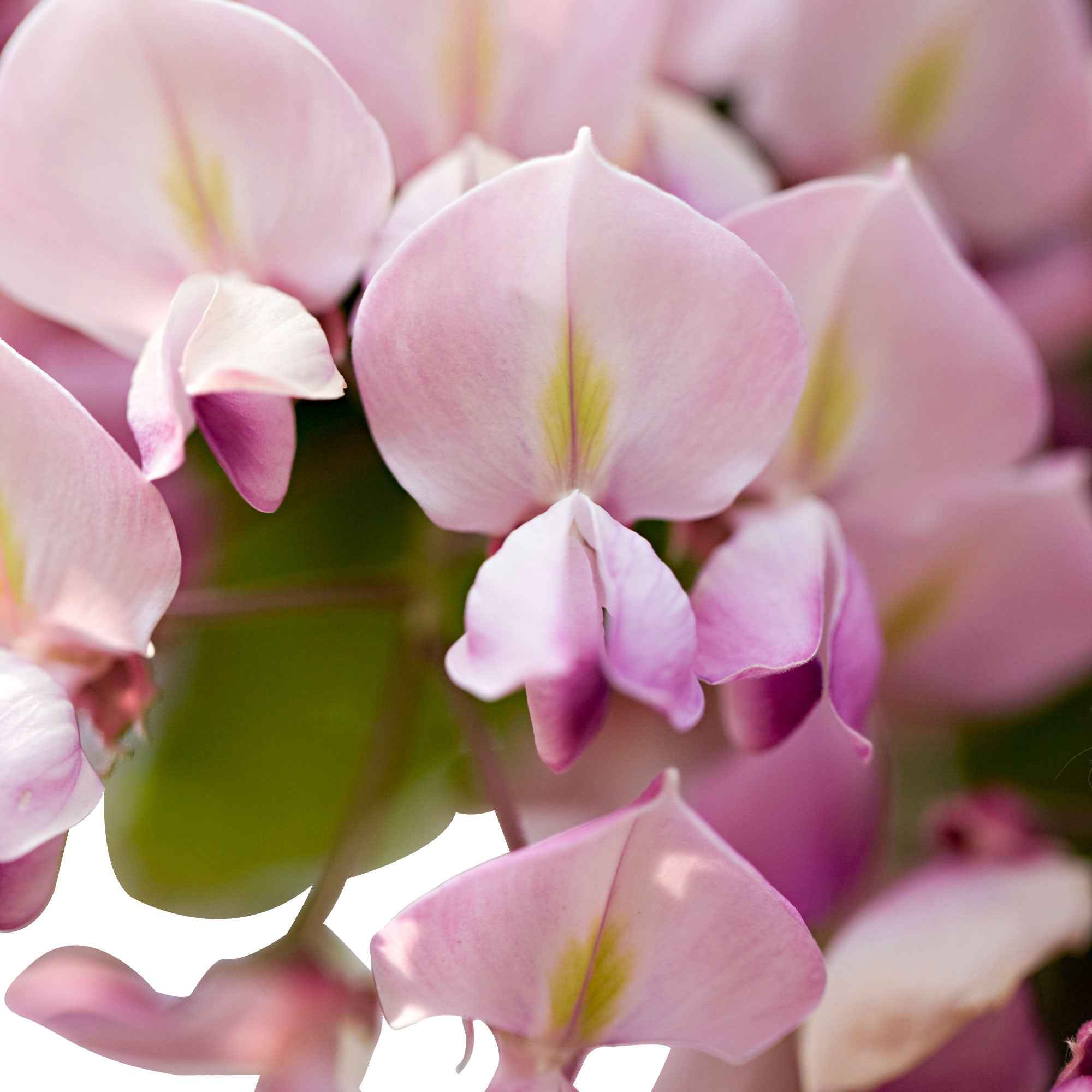 Glycine rose - Image 4