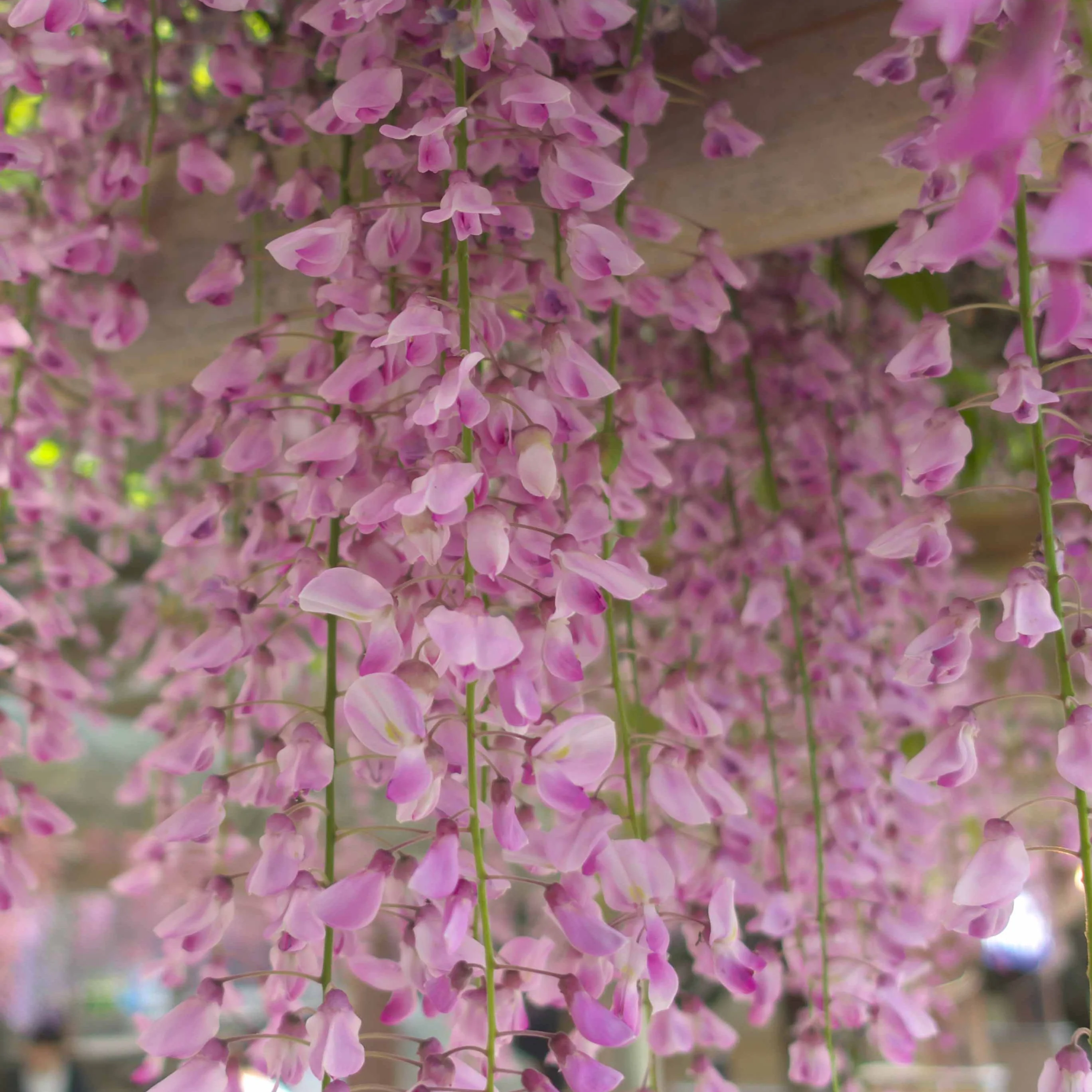 Glycine rose - Image 5