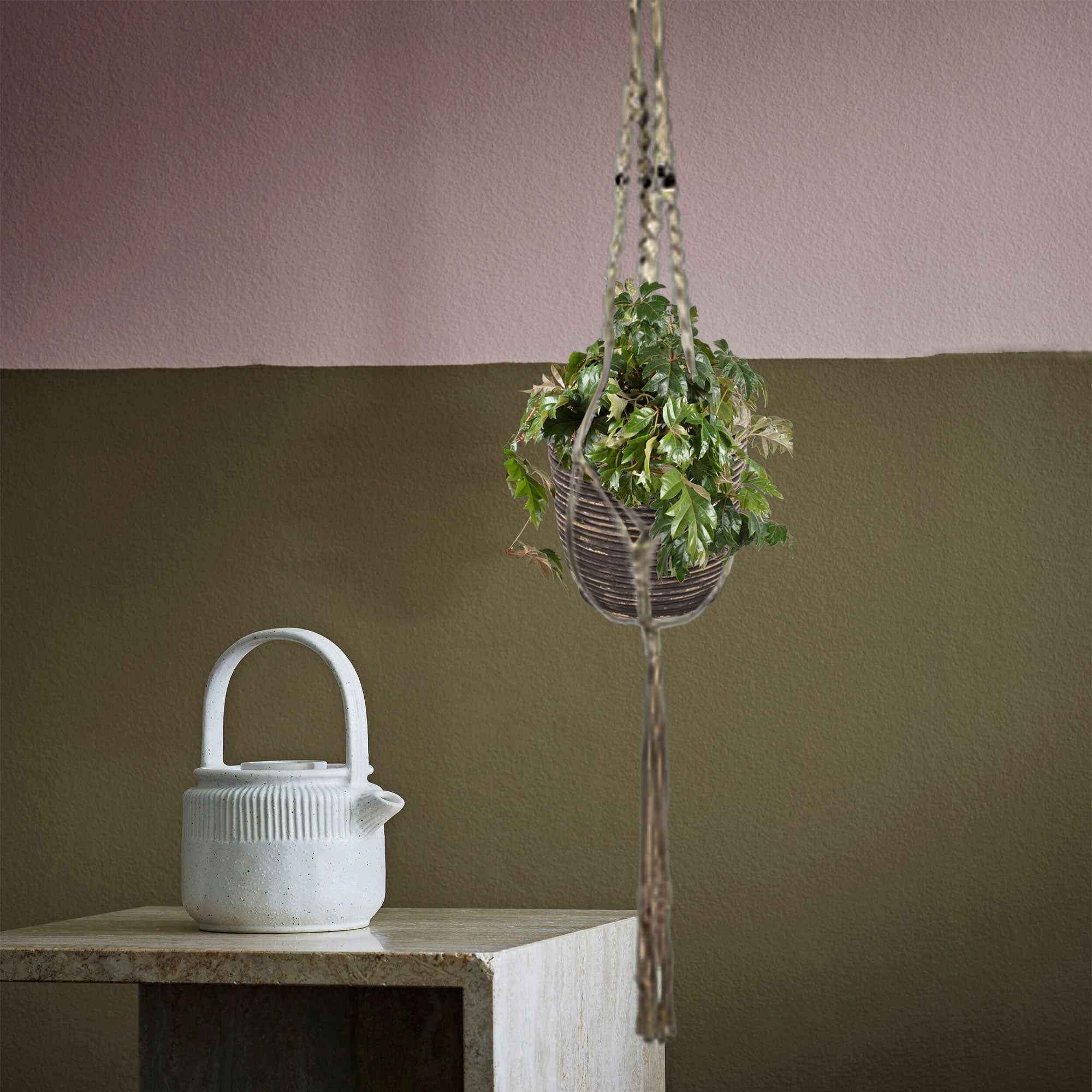 Woningerd Cissus 'Ellen Danica' avec pot suspendu en plastique - Plante suspendue