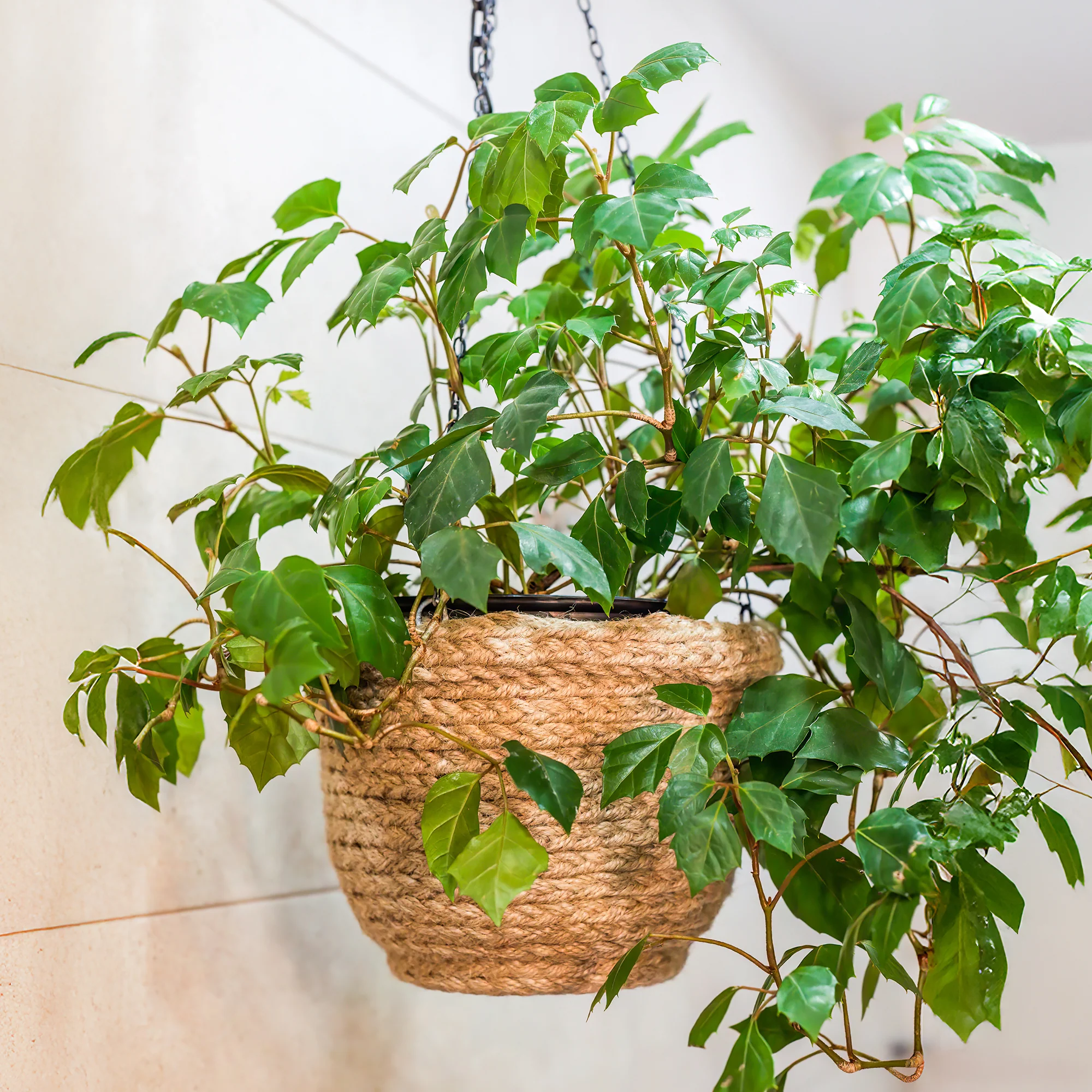 Woningerd Cissus 'Ellen Danica' avec pot suspendu en plastique - Plante suspendue - Image 2