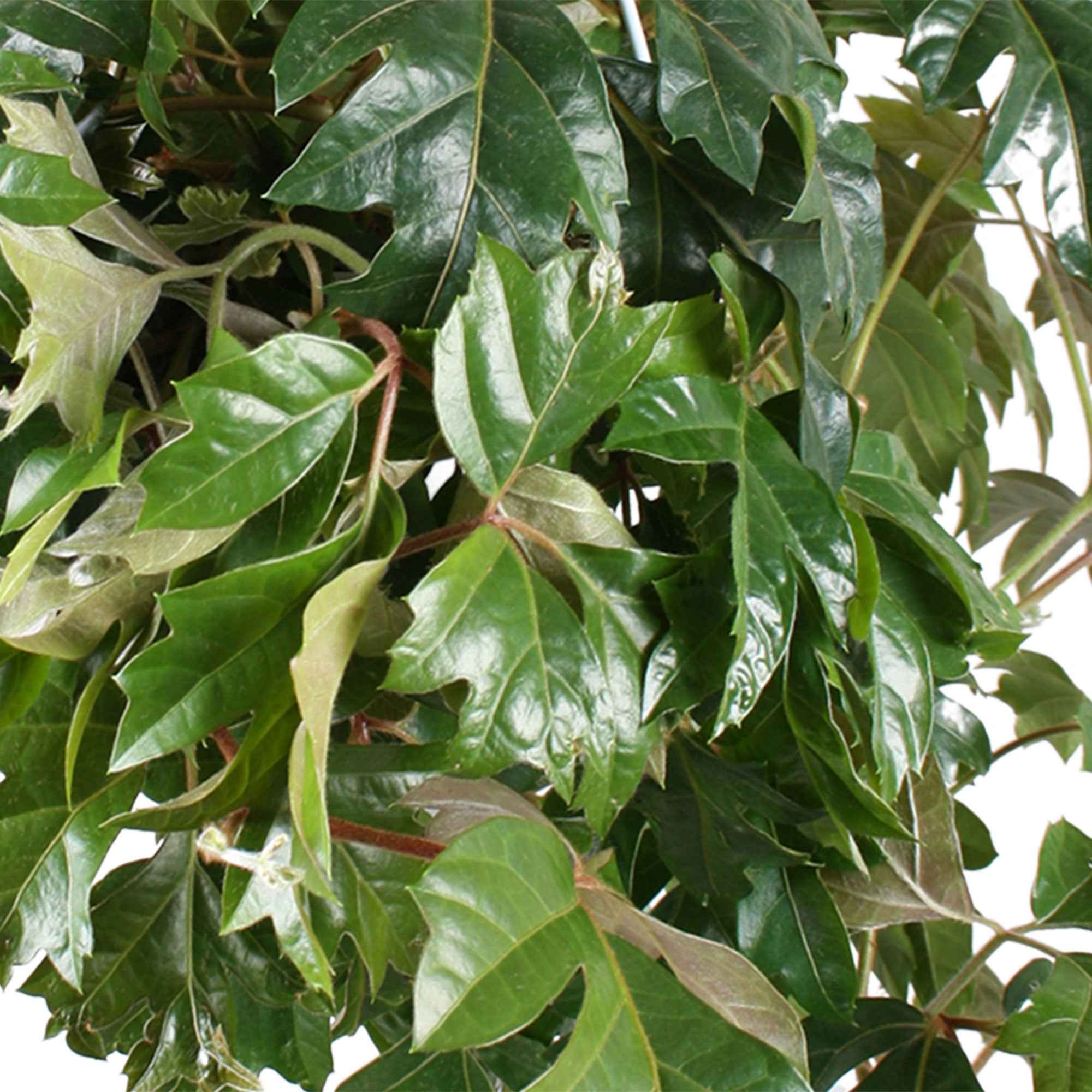 Woningerd Cissus 'Ellen Danica' avec pot suspendu en plastique - Plante suspendue - Image 3