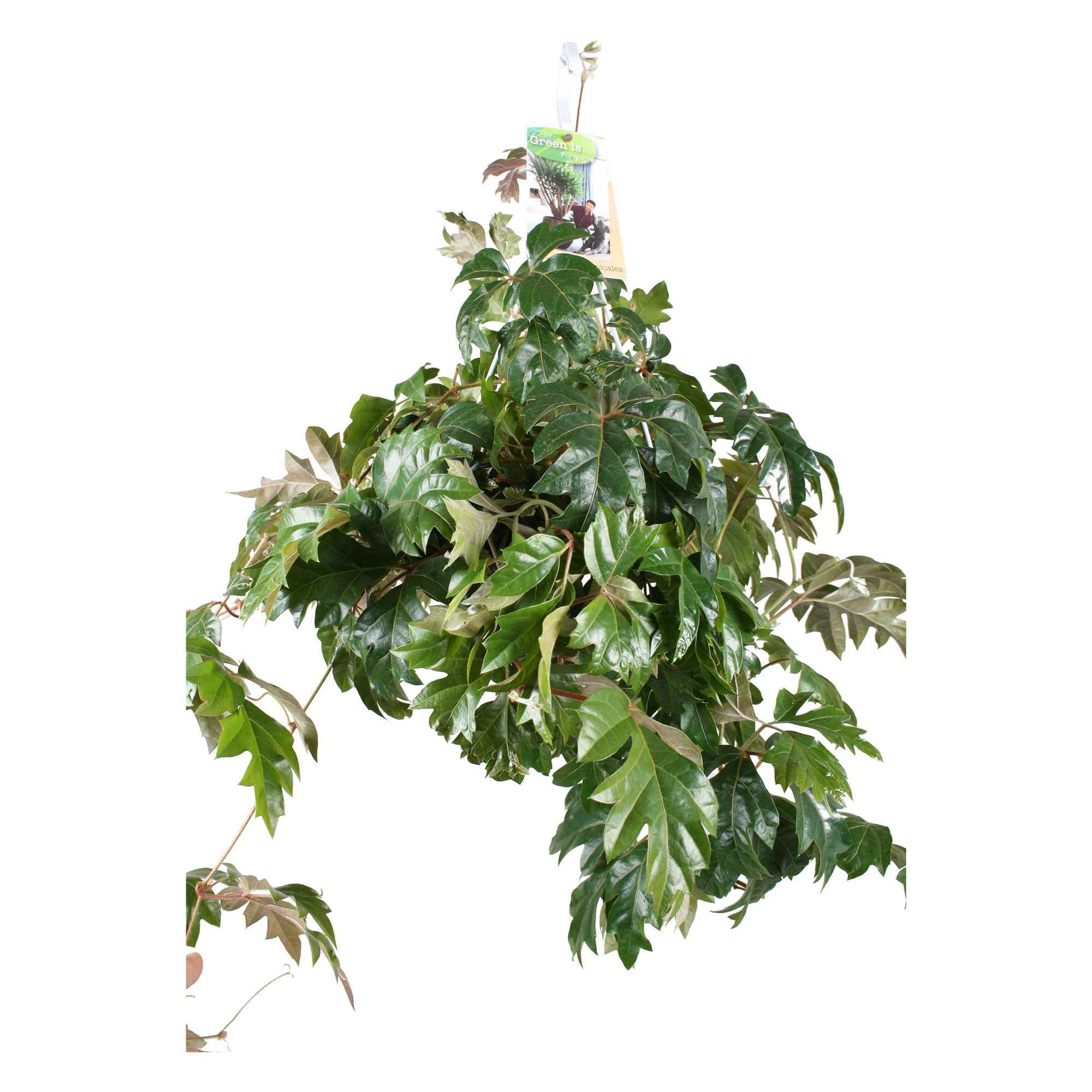 Woningerd Cissus 'Ellen Danica' avec pot suspendu en plastique - Plante suspendue - Image 4