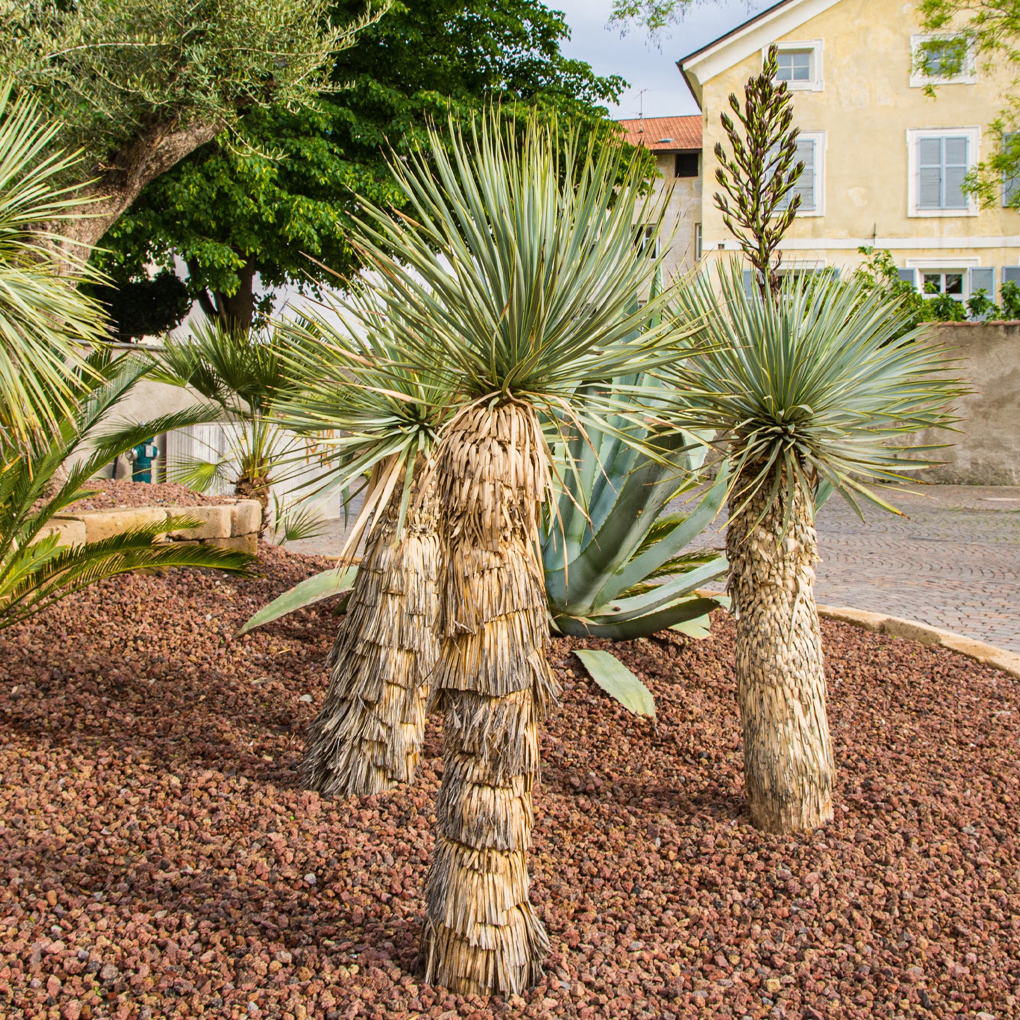Yucca bleu - Image 3