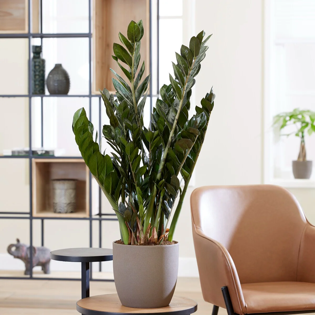 Zamioculcas - Image 2
