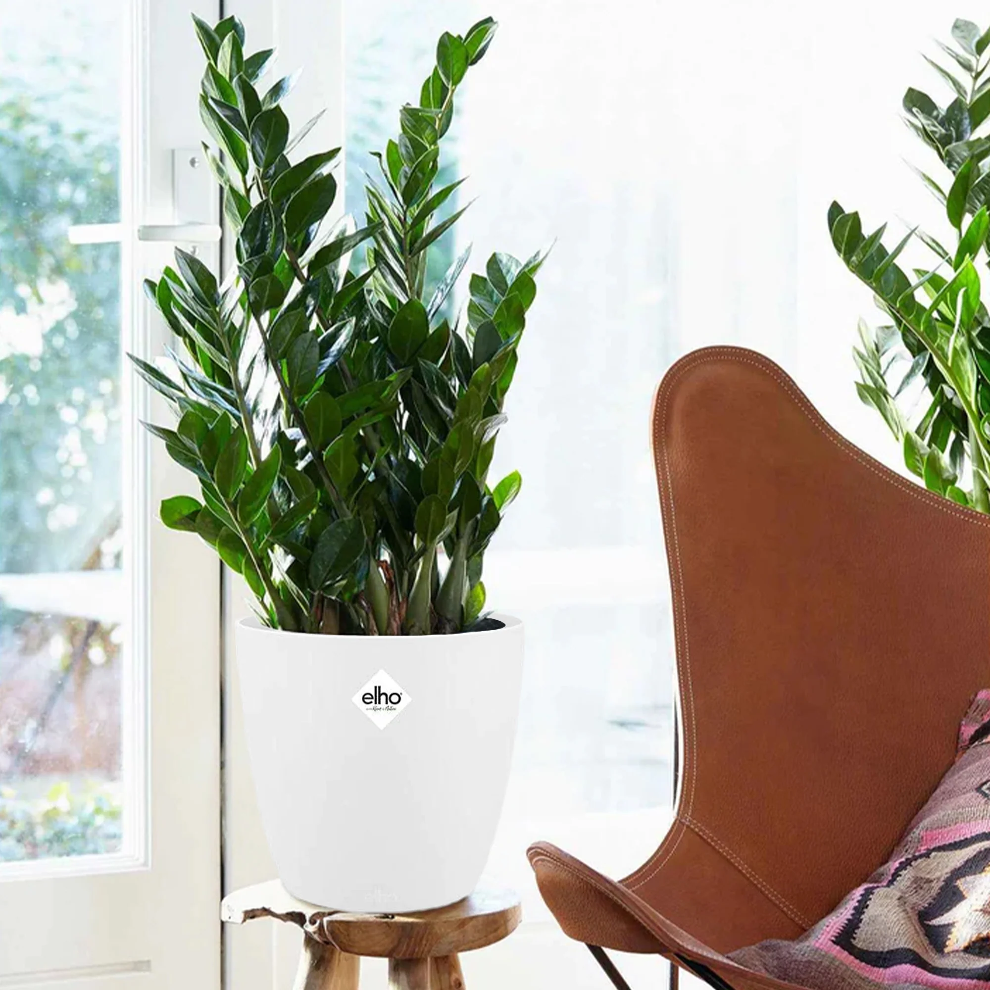 Zamioculcas + cache pot blanc 16 cm.