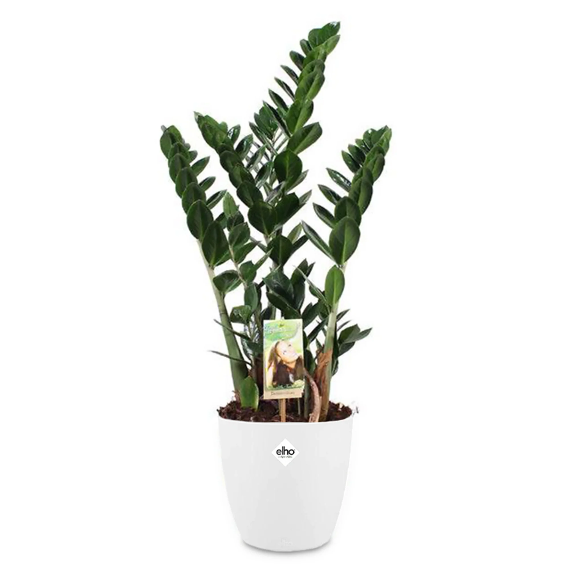 Zamioculcas + cache pot blanc 16 cm. - Image 2