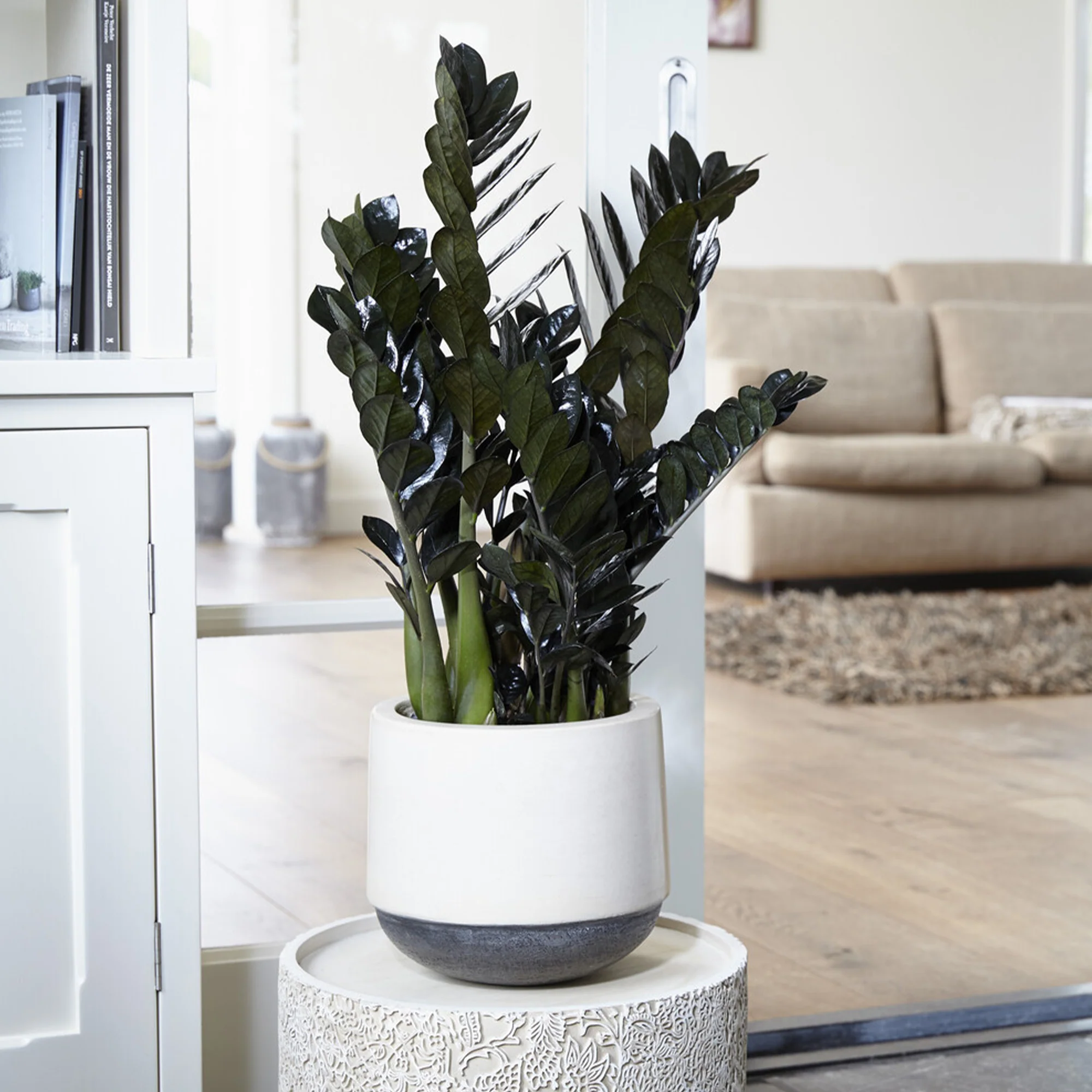 Zamioculcas Raven - Image 2