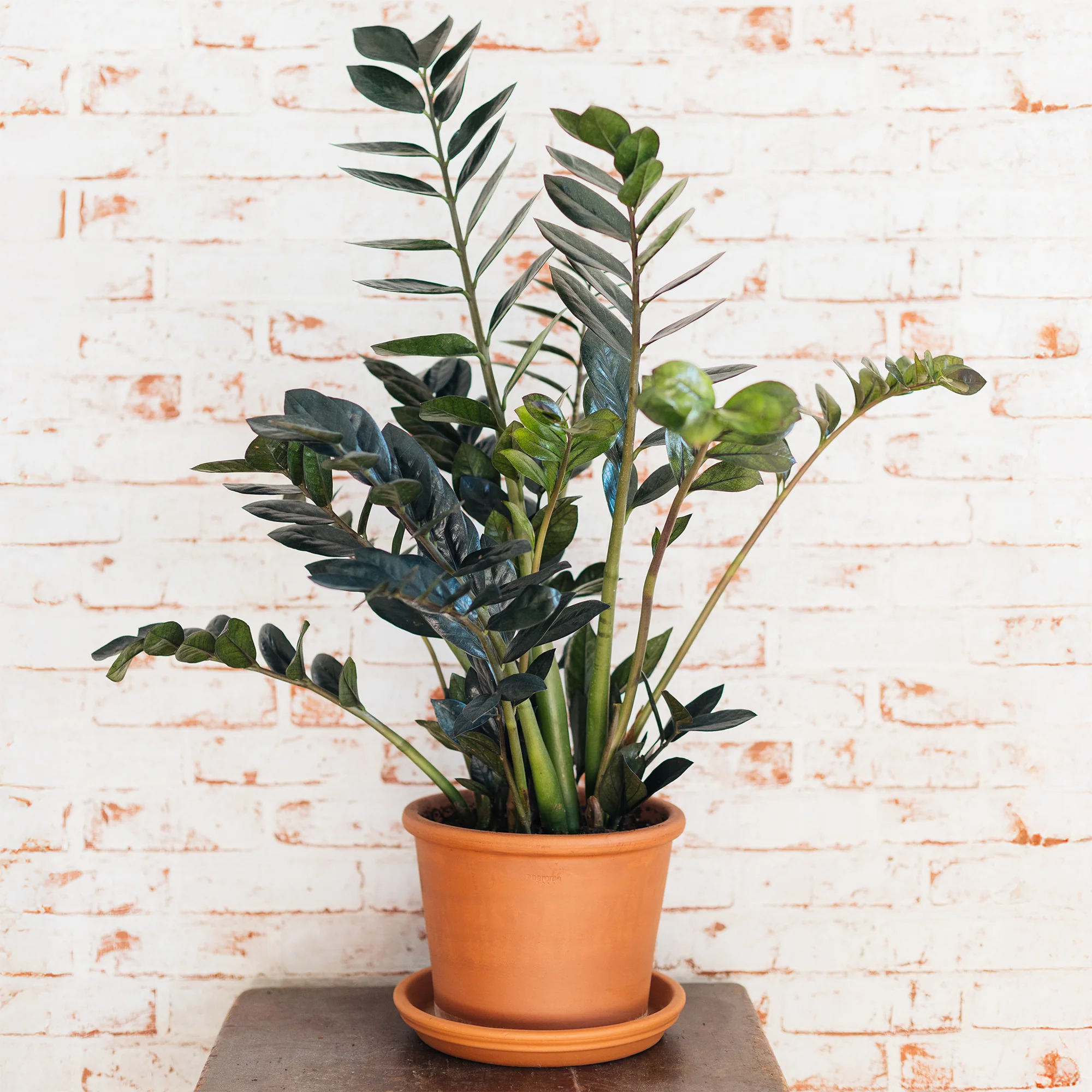 Zamioculcas Raven - Image 3