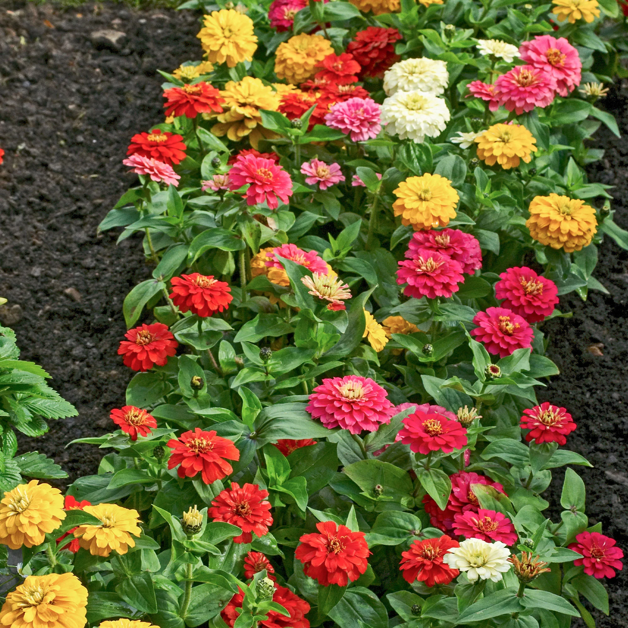 Zinnia à fleurs de dahlia en mélange - Image 3