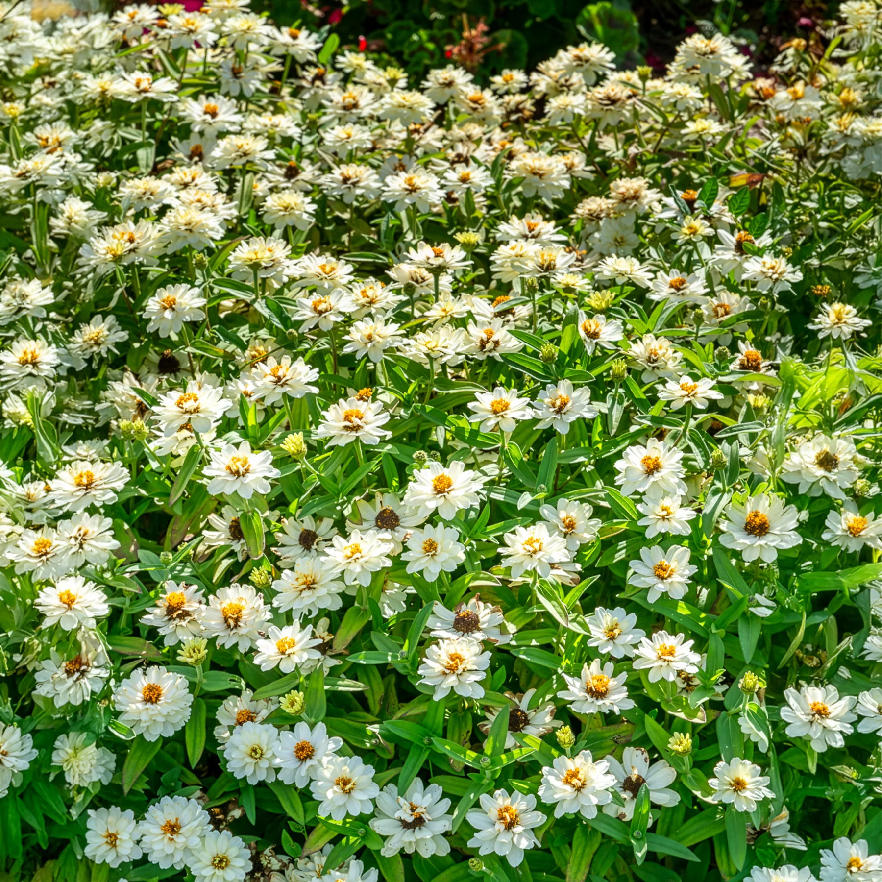 Zinnia Double Blanc - Image 2