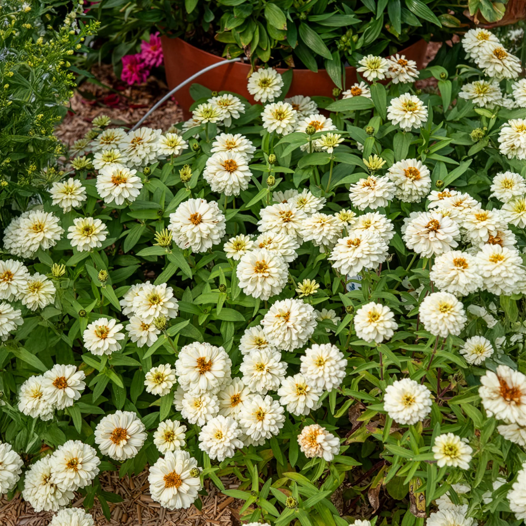 Zinnia Double Blanc - Image 3