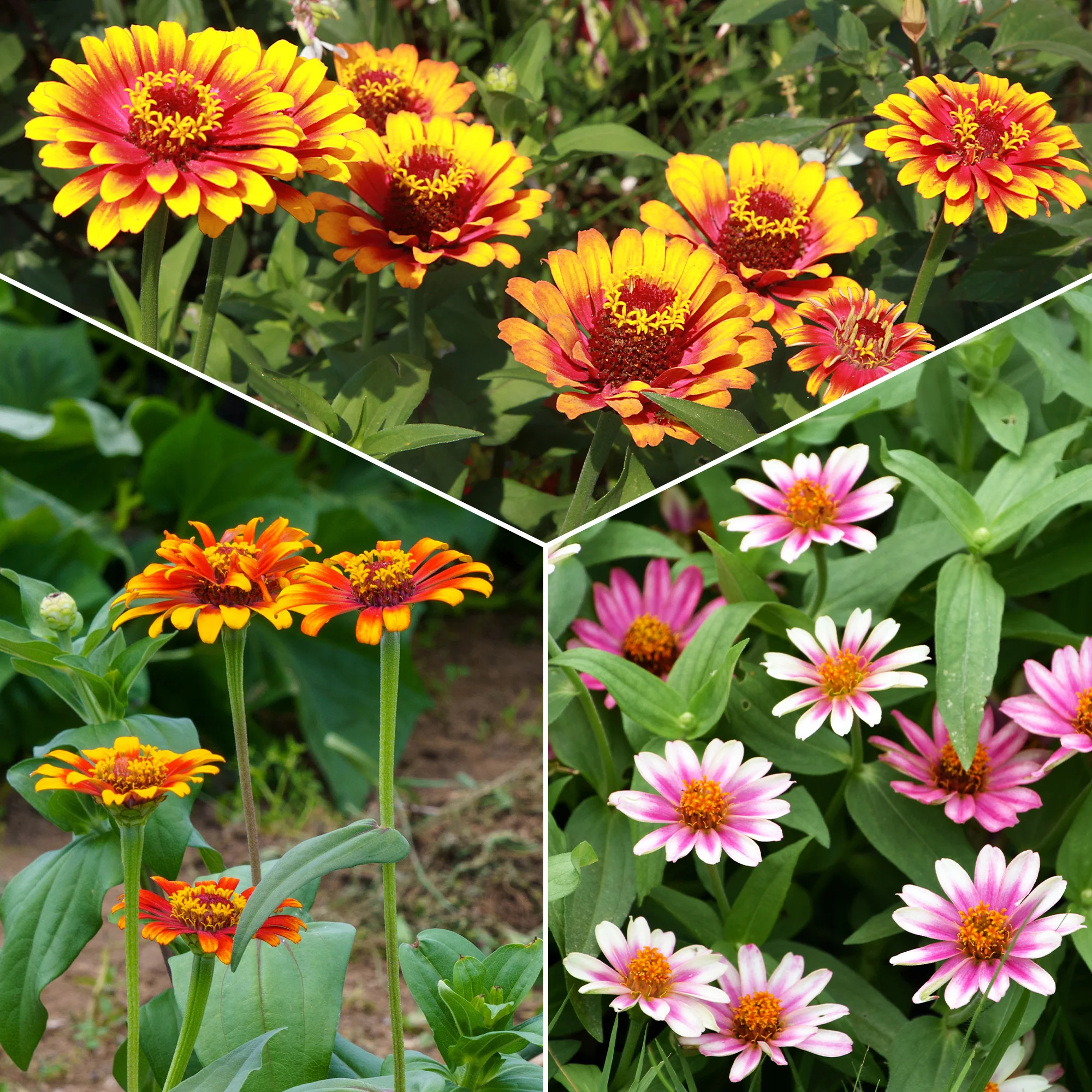 Zinnia élégant à fleurs doubles Caroussel en mélange