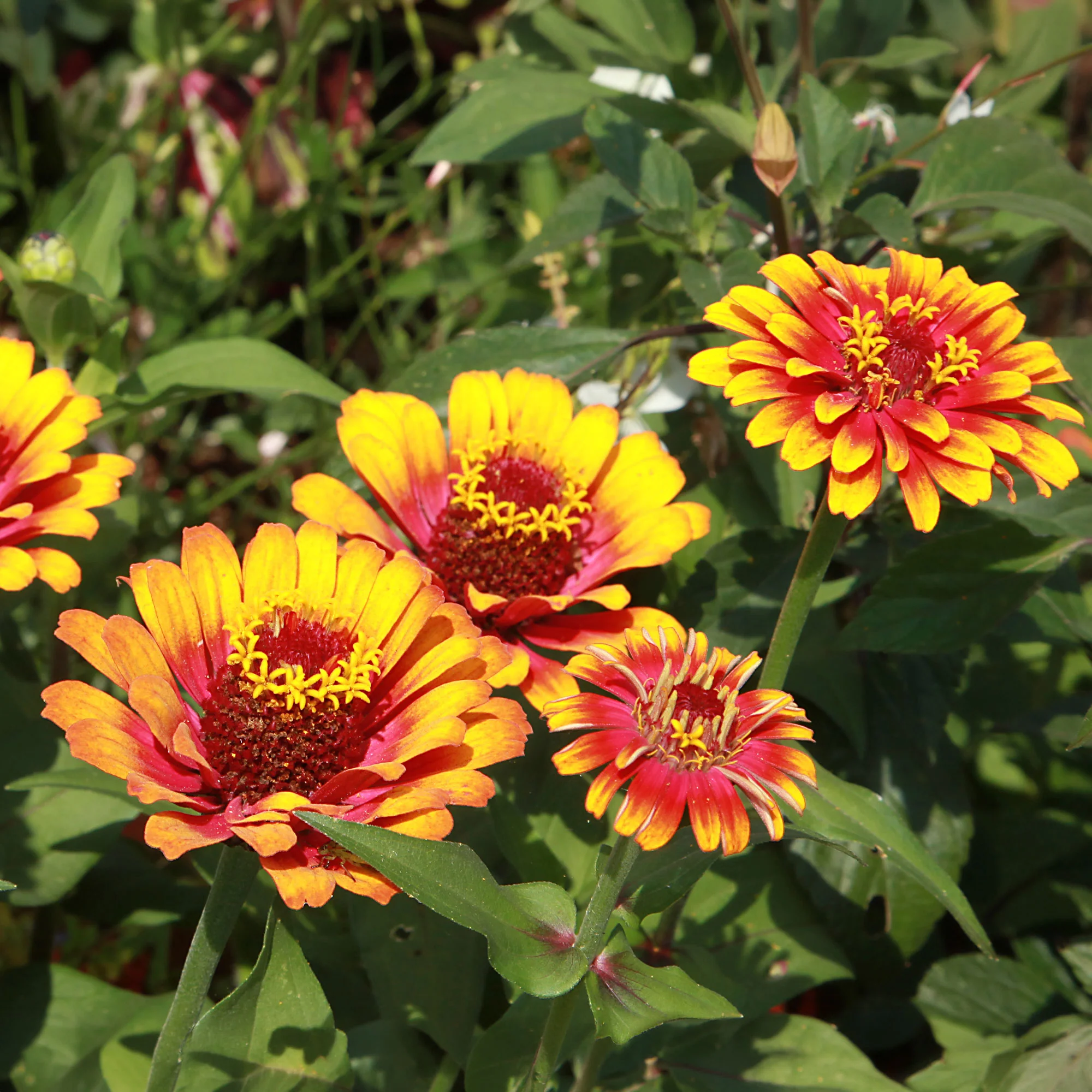 Zinnia élégant à fleurs doubles Caroussel en mélange - Image 2