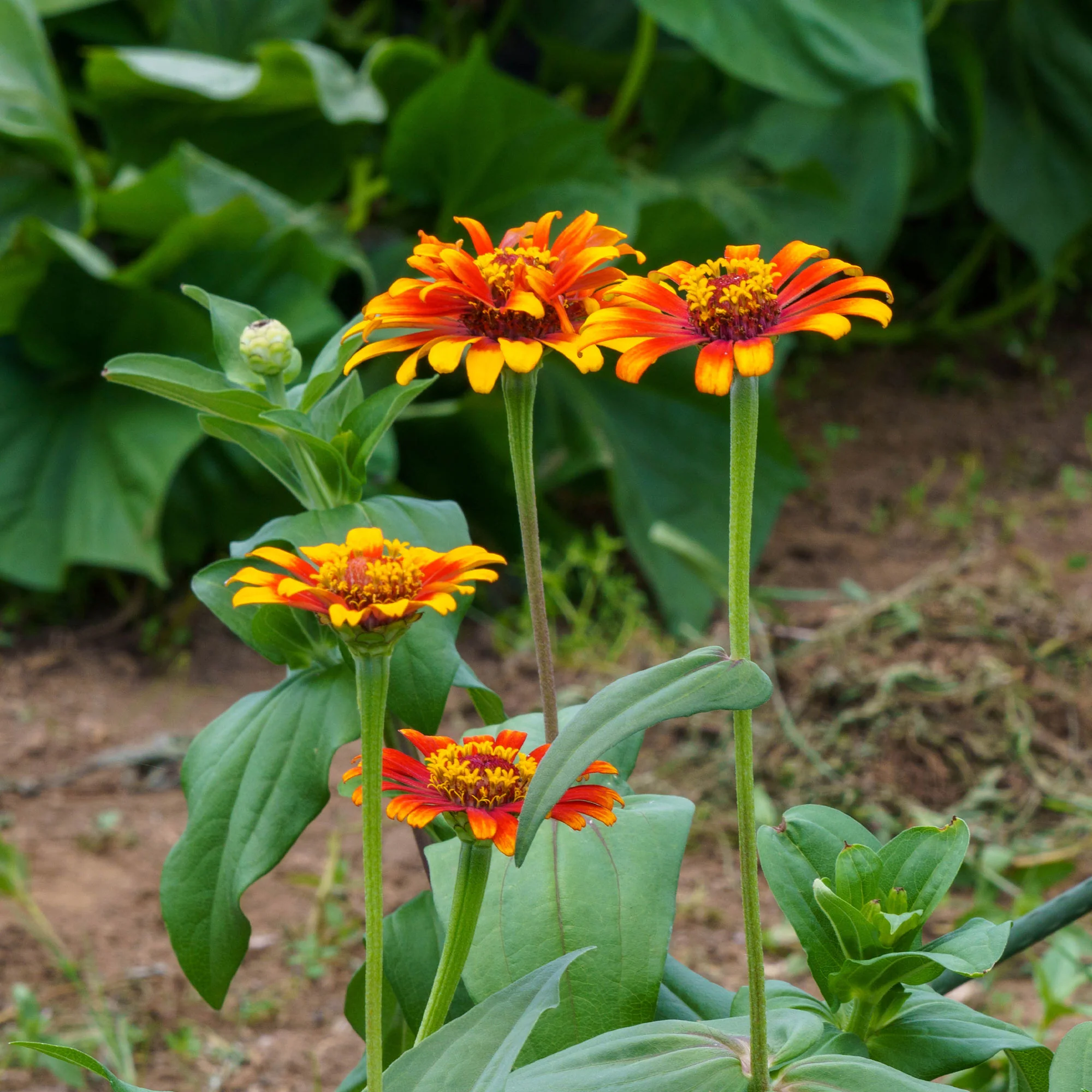 Zinnia élégant à fleurs doubles Caroussel en mélange - Image 3