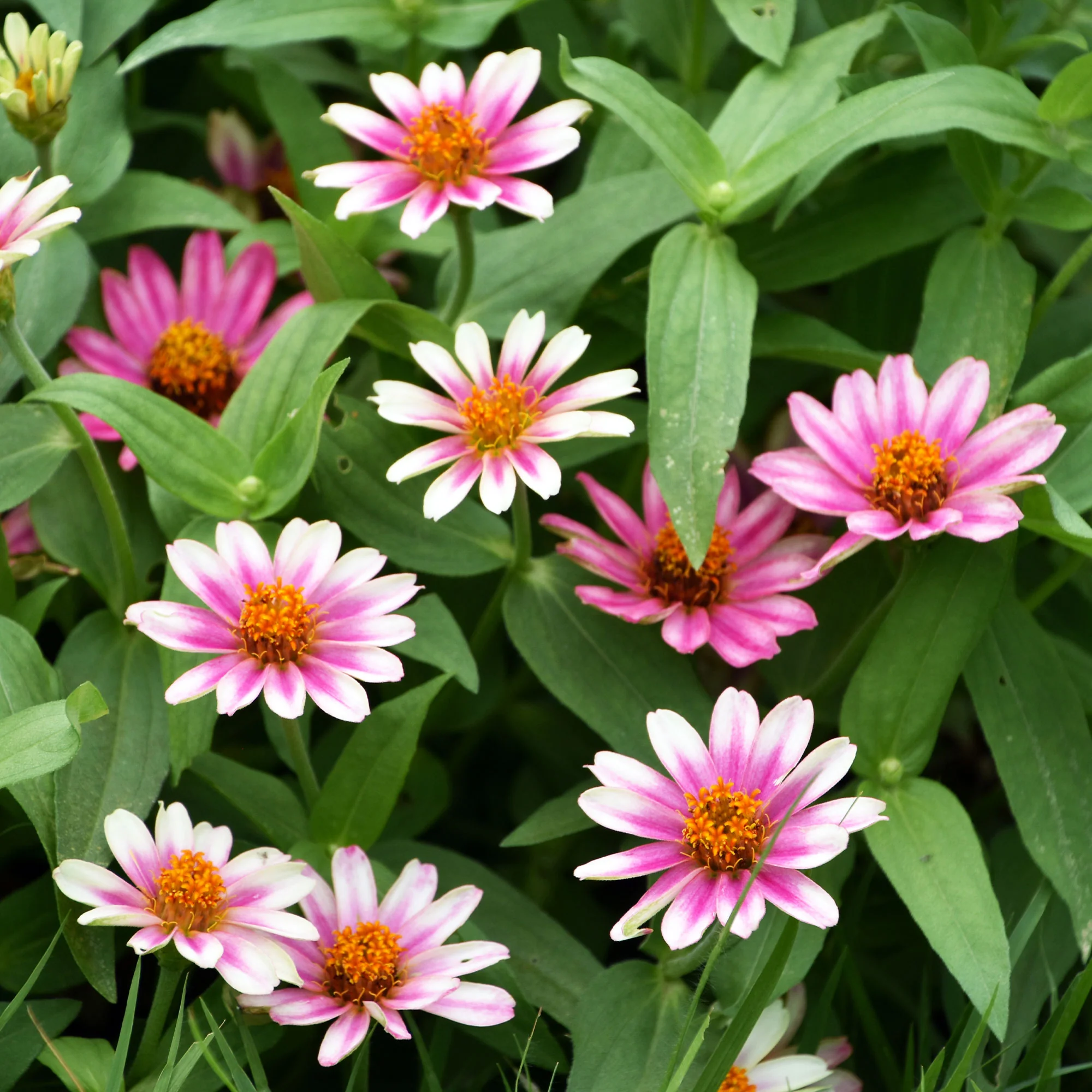 Zinnia élégant à fleurs doubles Caroussel en mélange - Image 4